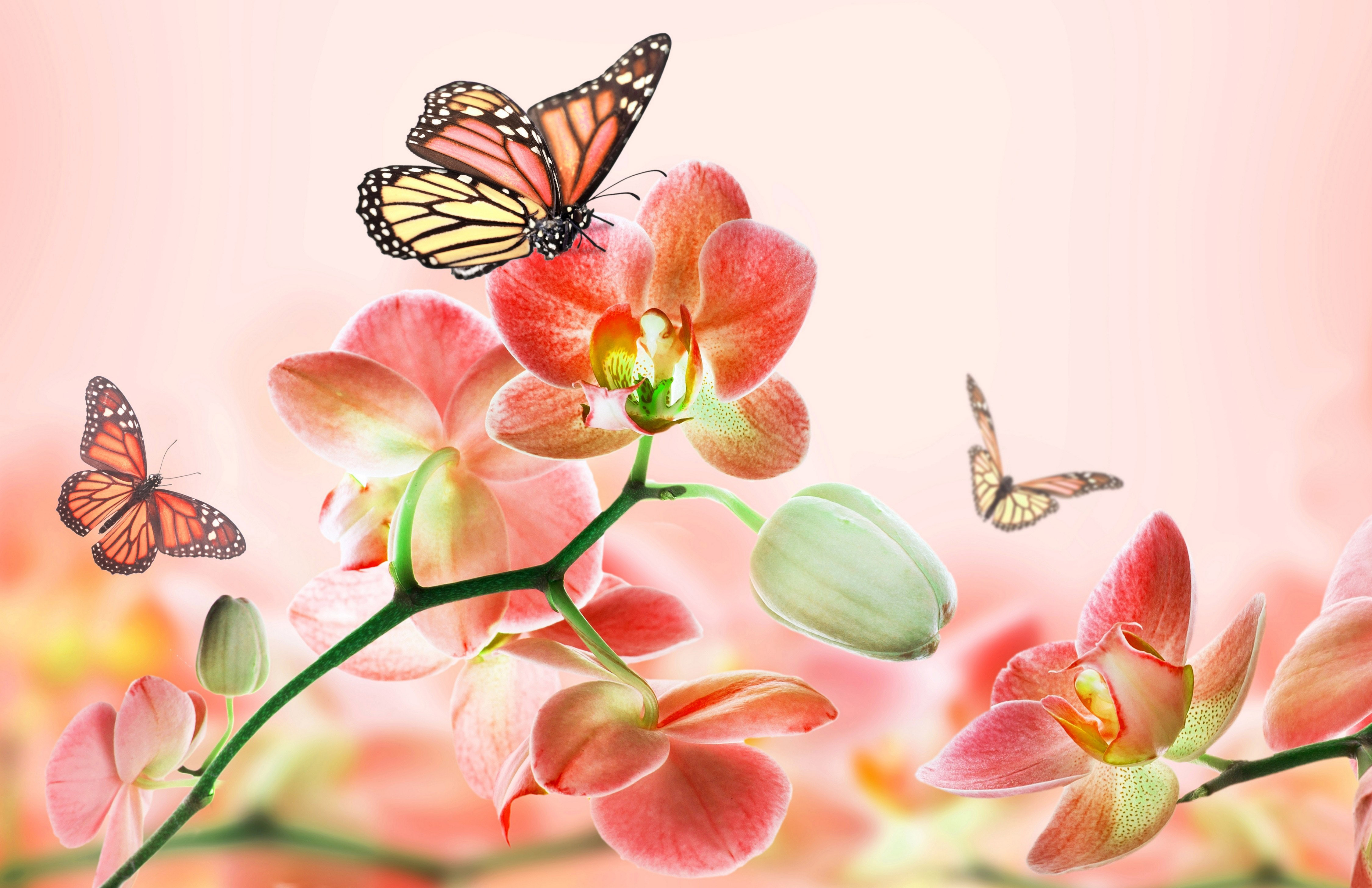 Красивые картинки с бабочками