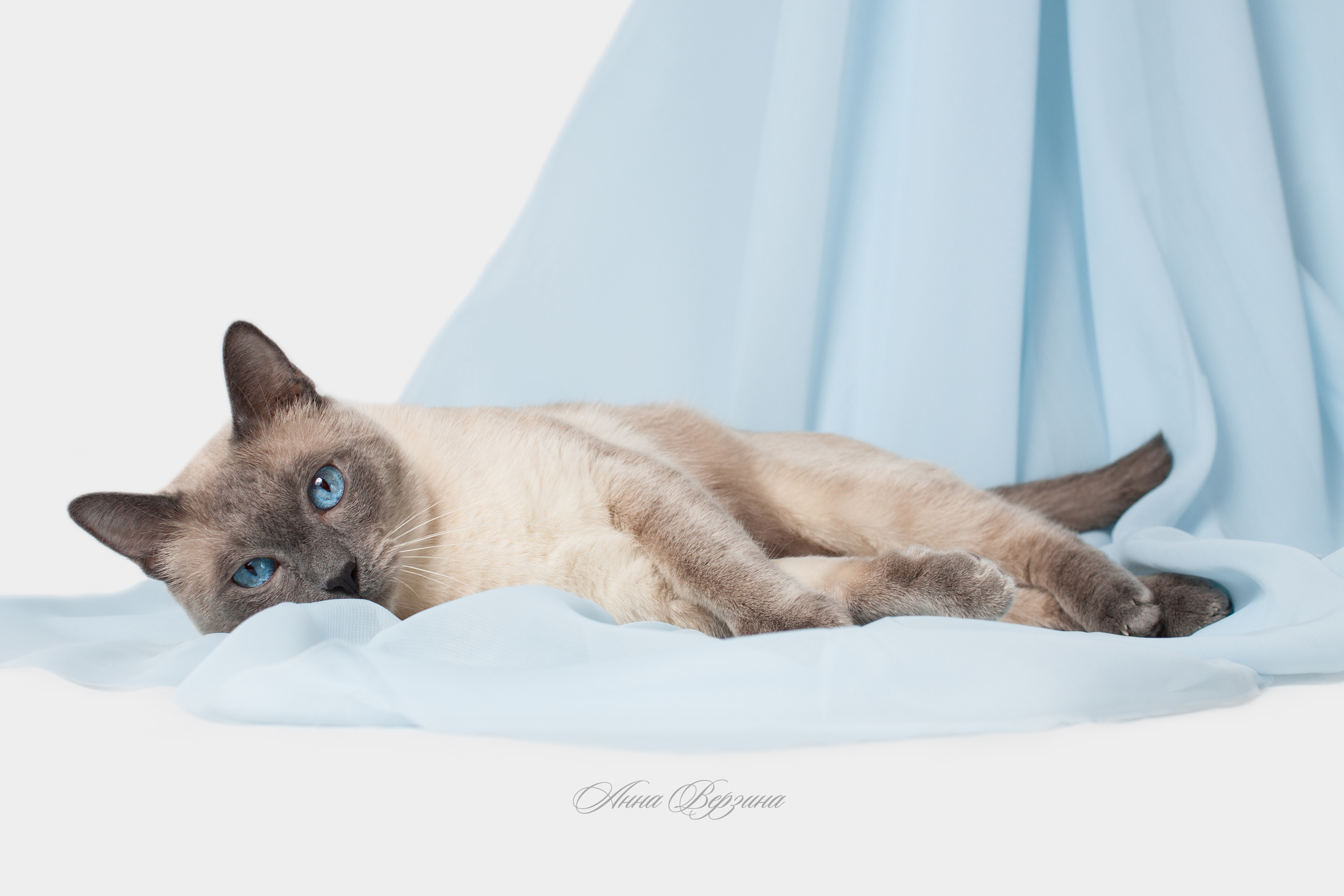 Серая сиамская кошка. Тайский сиамский кот. Тайская кошка Блю Пойнт. Сиамская и тайская кошка. Тонкинская кошка голубая норка.