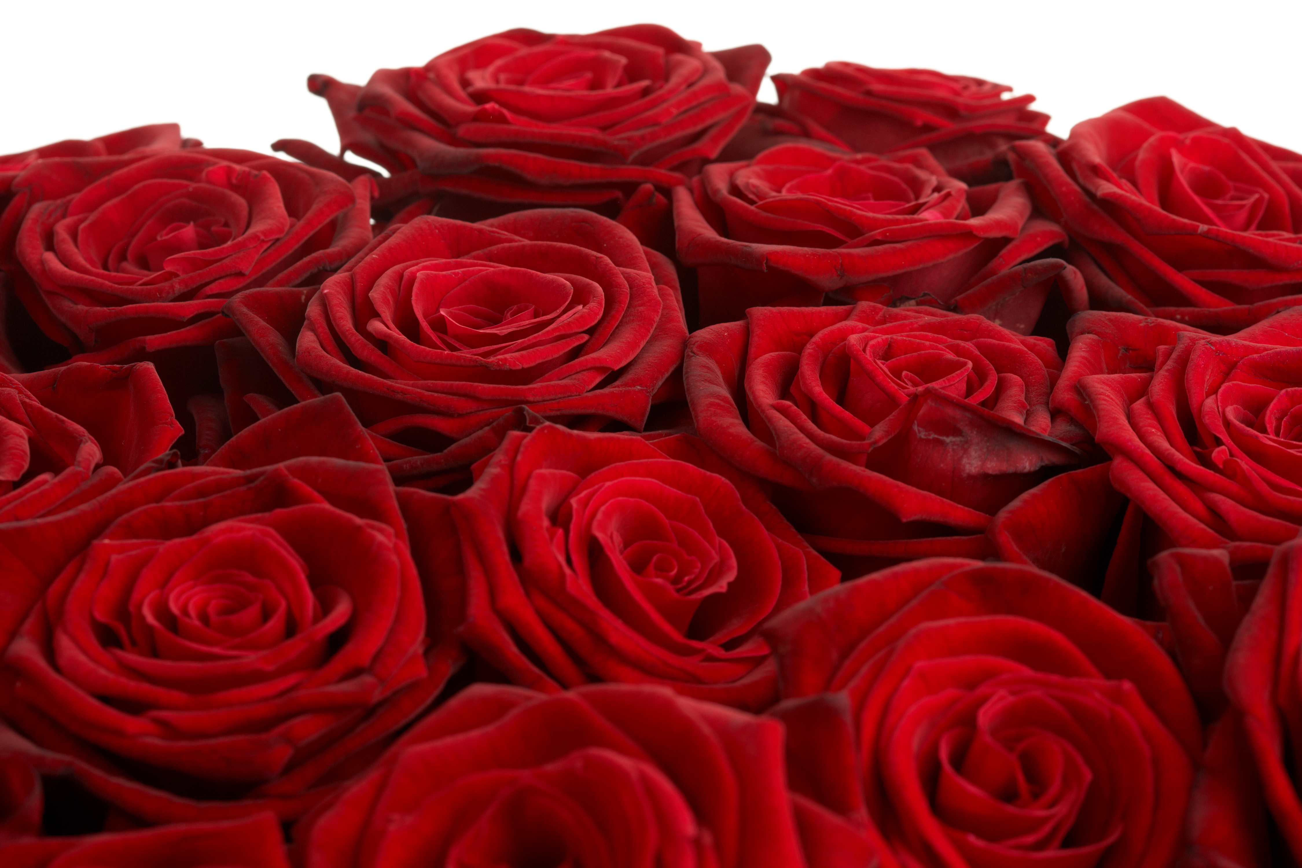 Видео красивых роз. Розы Бургундия алая.