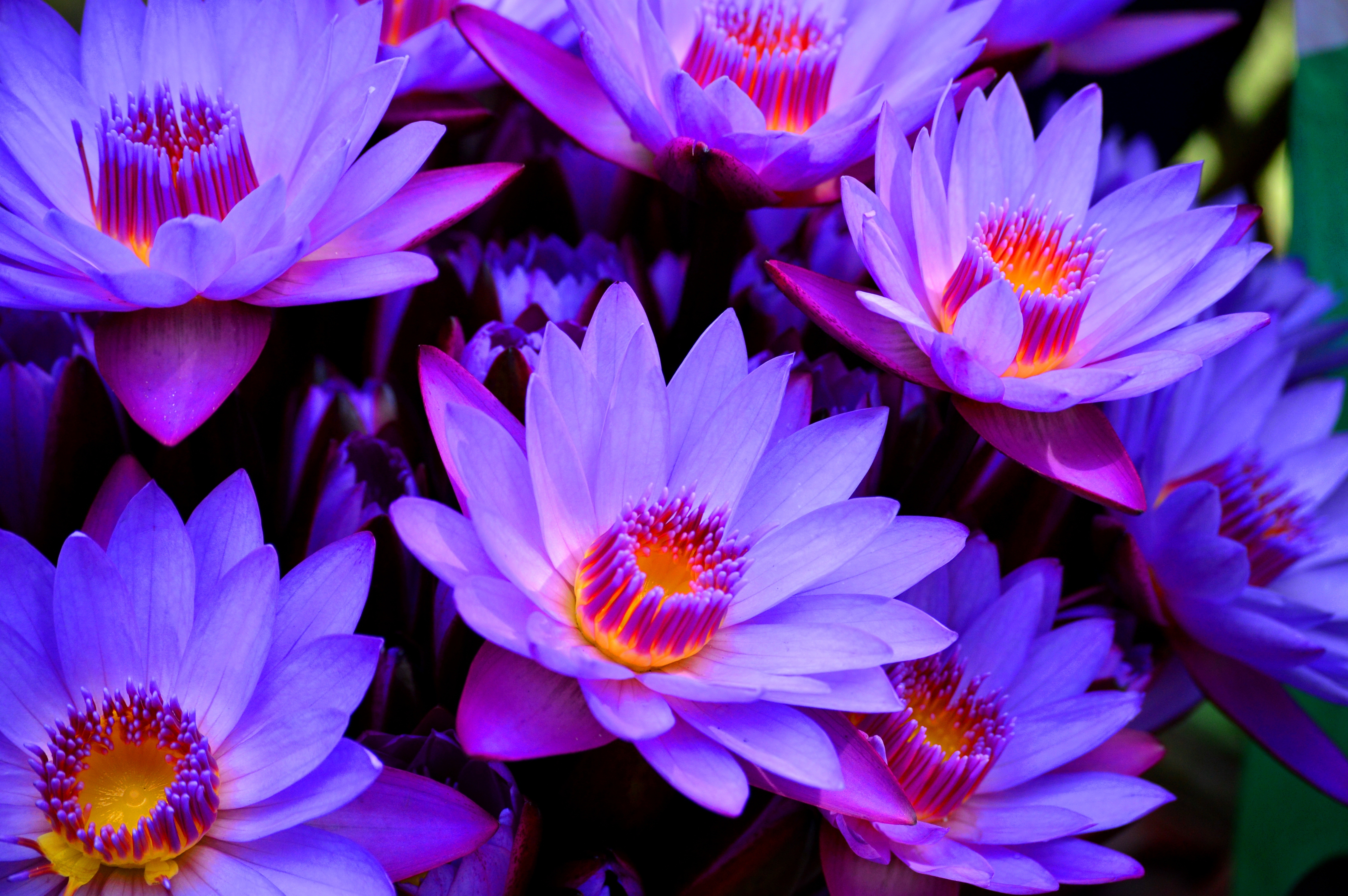 Фото в цвете. Лотус Purple. Звёздный Лотос. Красивые цветы. Крупные цветы.