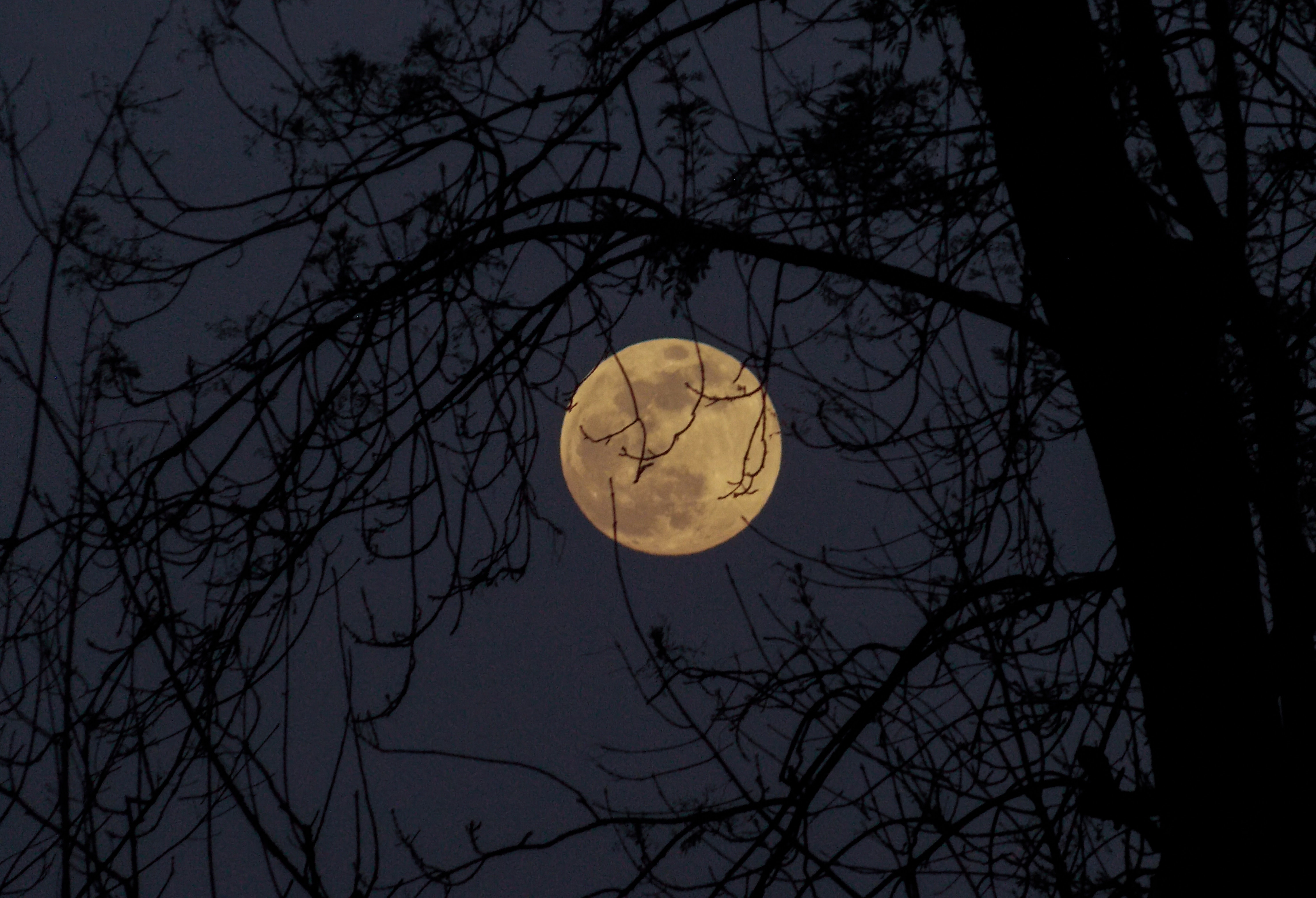 Луна сквозь деревья. Полнолуние. Полная Луна. Луна и дерево. Луна в ветвях деревьев.
