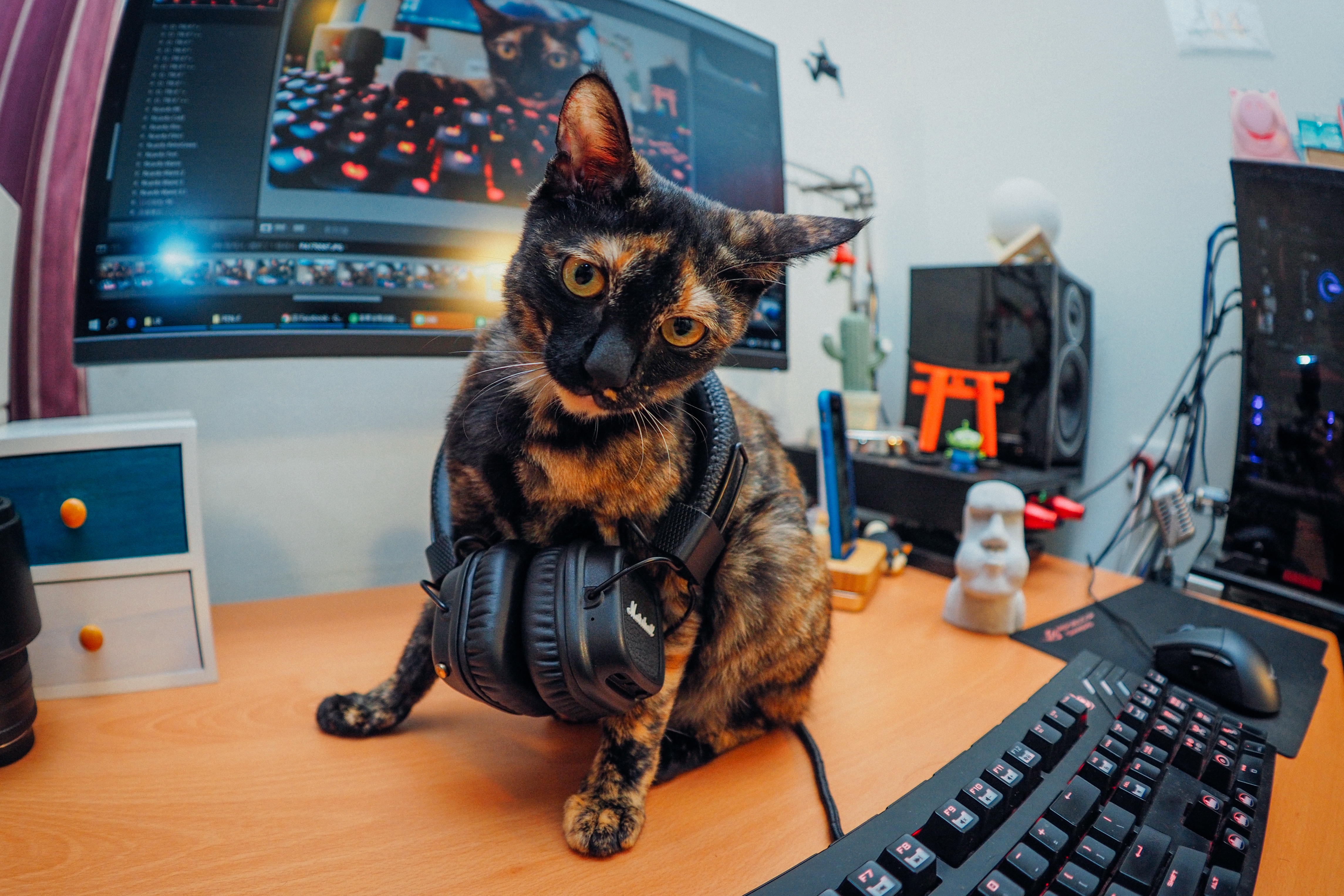 Кот тремот. Кот геймер. Крутой кот. Компьютерная кошка. Кот и компьютер.