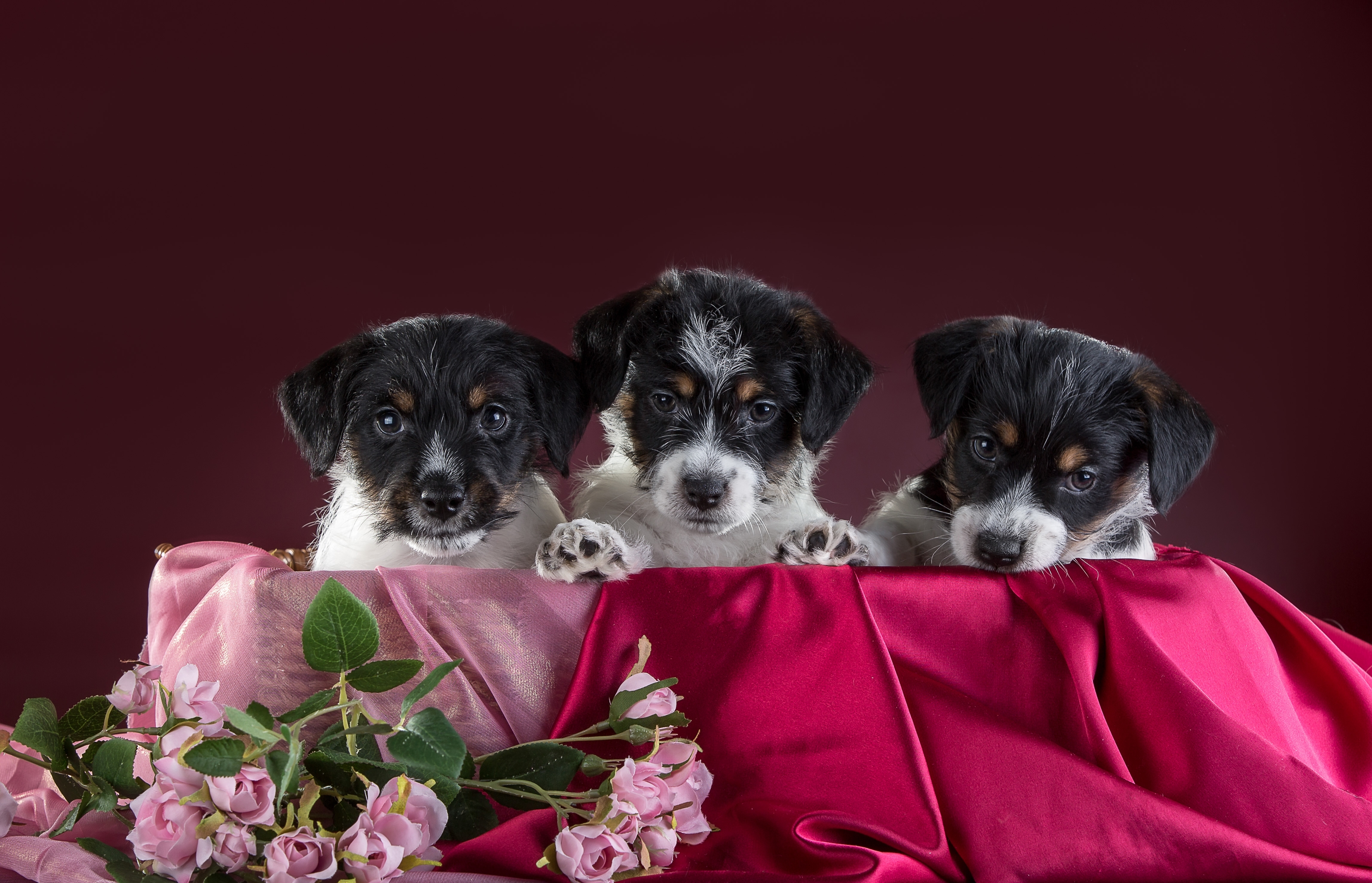 Трио собак. Обои щенята цветы. Собака с цветами в студии. Компания собак цвет.