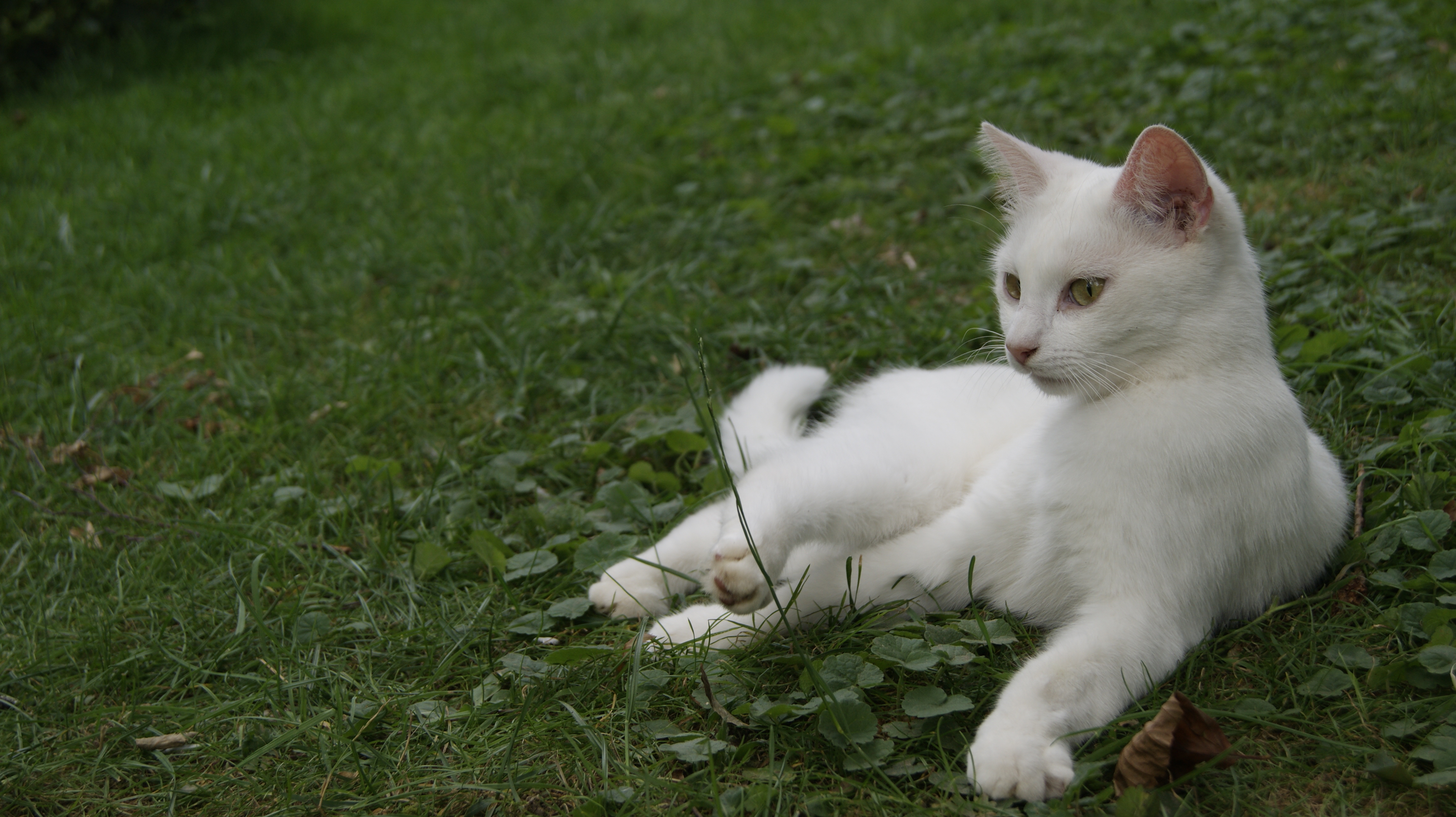 Старая белая кошка. Турецкая ангора короткошерстная. Турецкий Ван короткошерстный. Белый гладкошерстный кот. Турецкая ангора кошка короткошерстная.