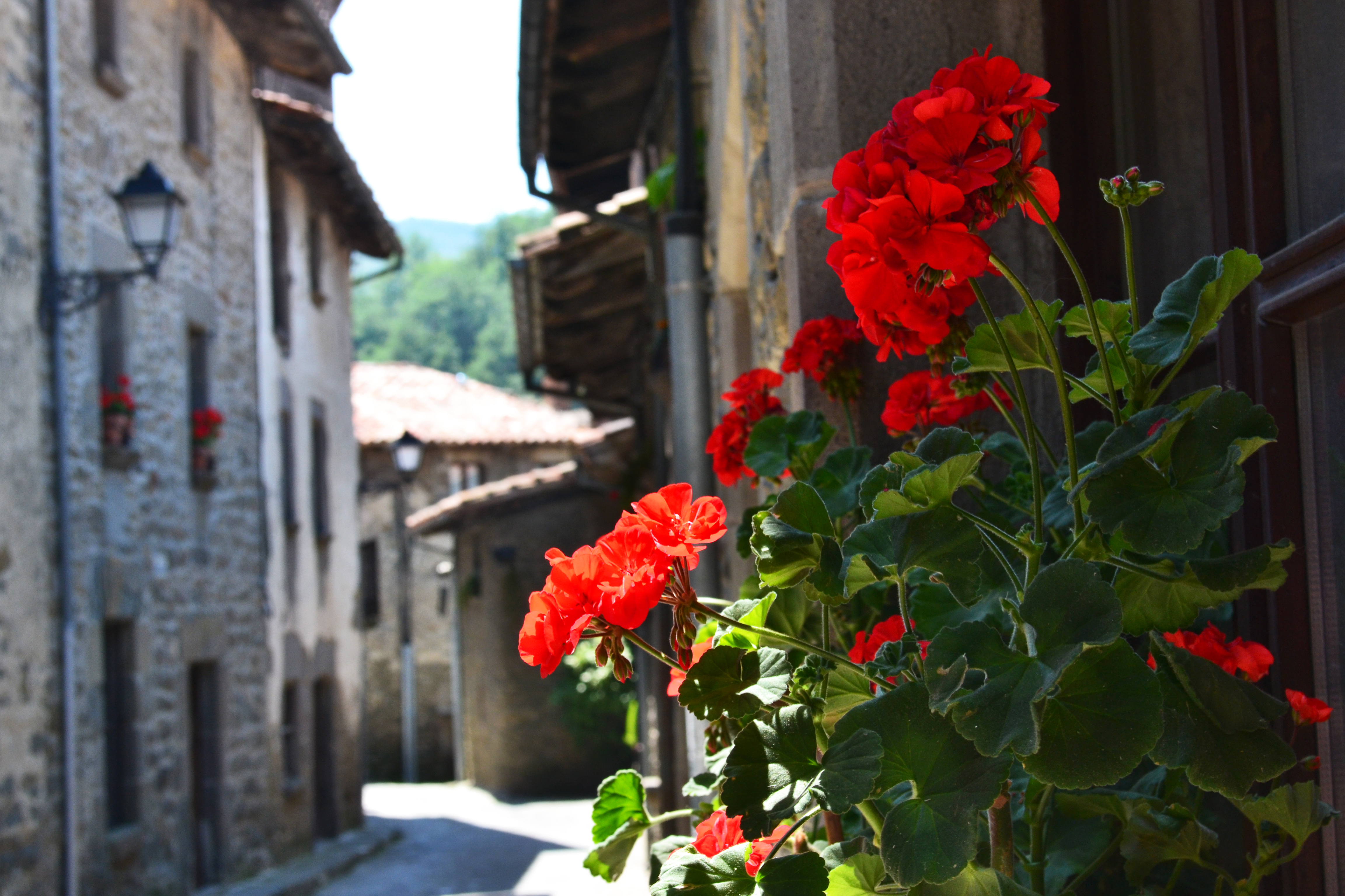 Street of flowers. Испания Андалусия герань. Герань в Италии. Пеларгония в Швейцарии. Герань в Италии на окнах.