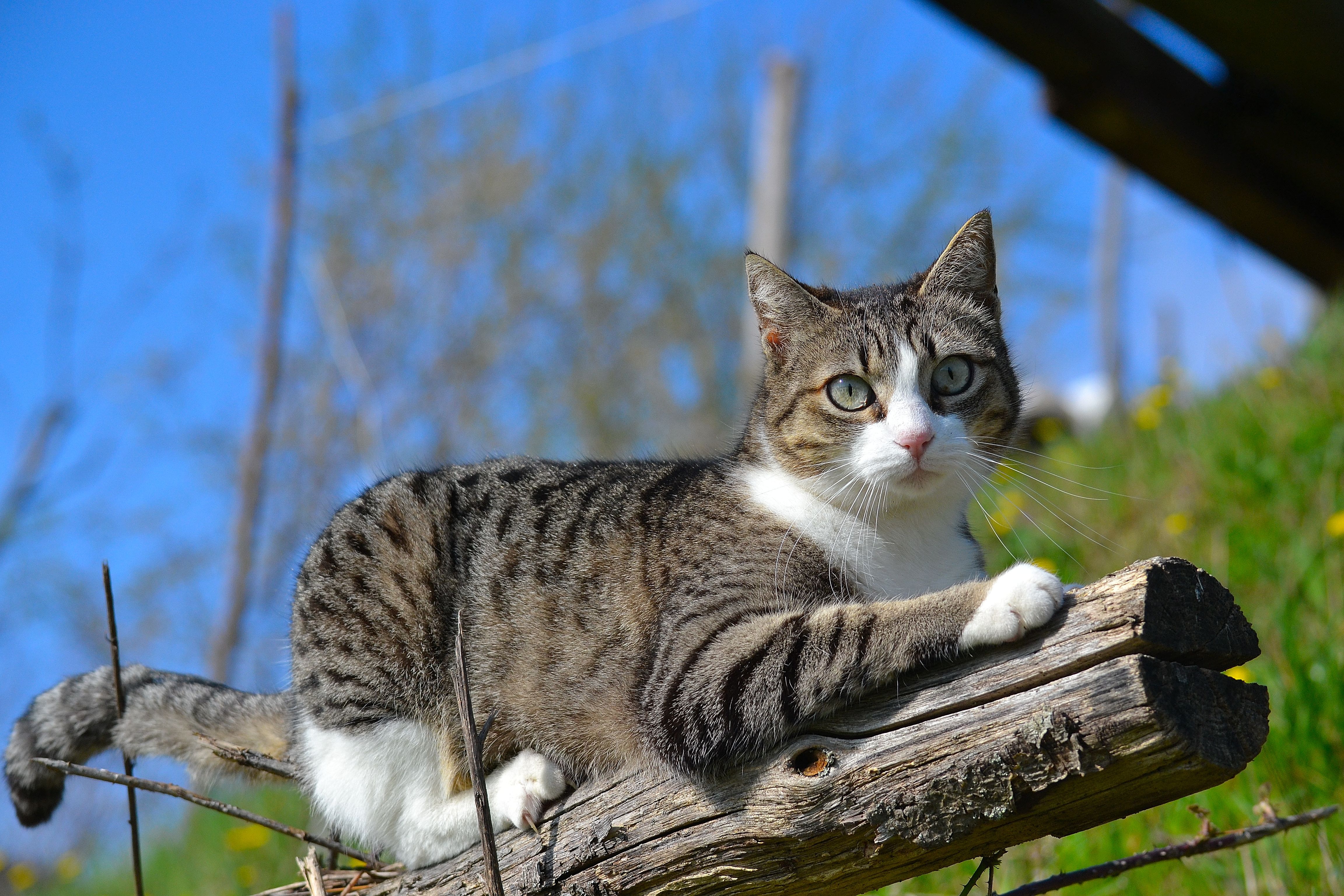 Кот. Шотландская Лесная кошка метис. Серая полосатая кошка. Кошка на природе. Полосатый кот.