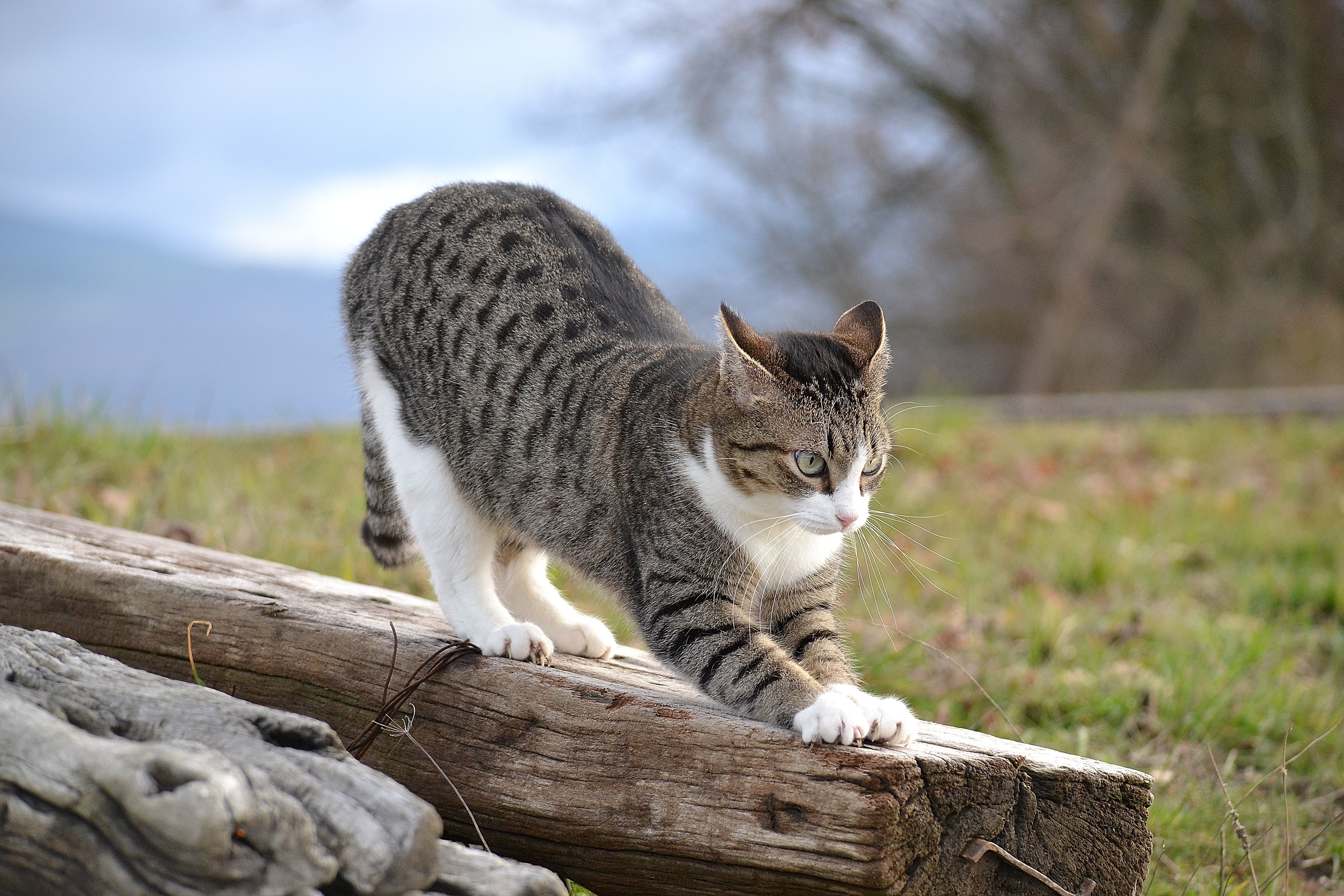 Далекий кот