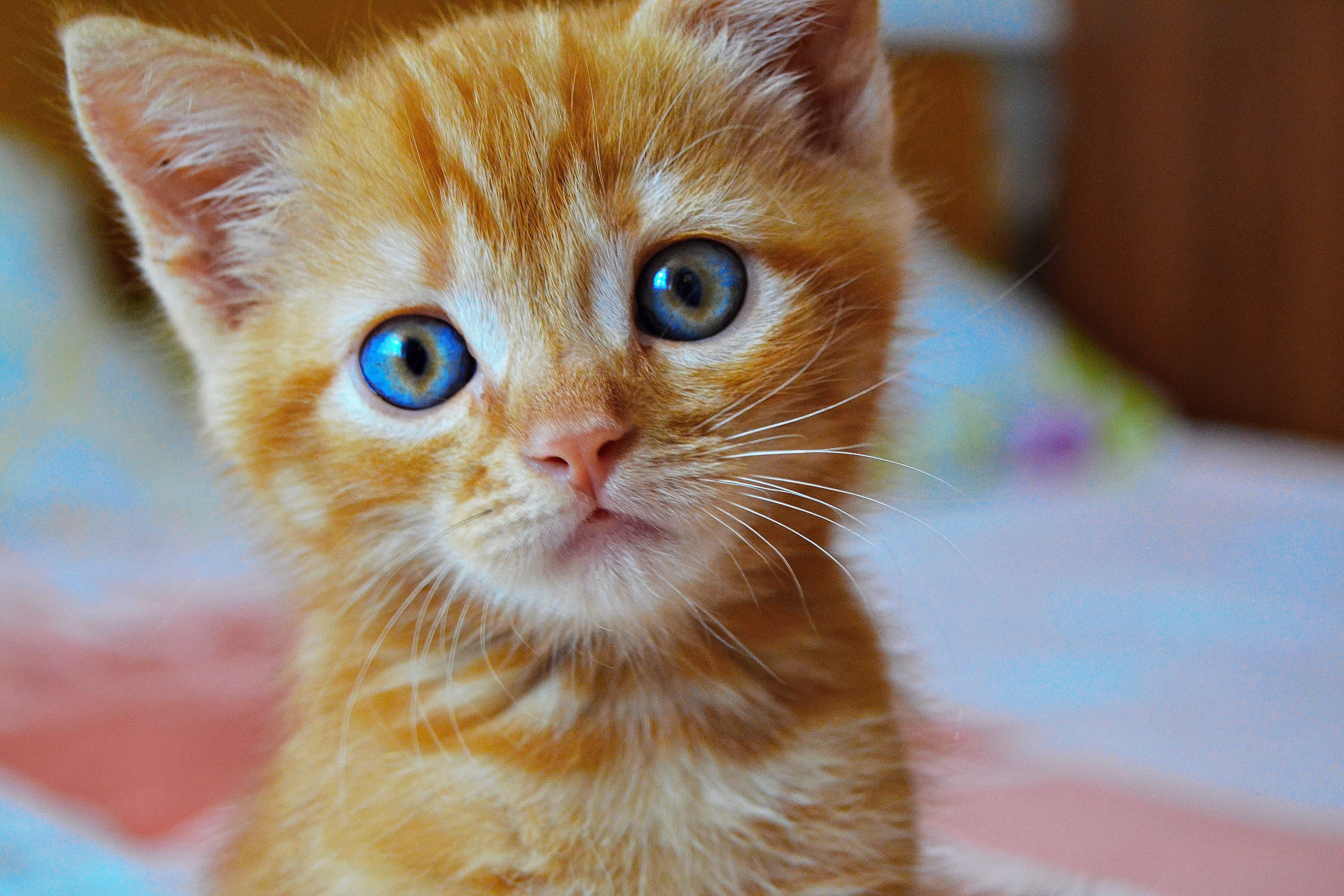 Покажи кот котенка. Охос азулес кошка рыжий. Рыжий котёнок. Рыжий котенок с голубыми глазами. Рыжий кот с голубыми глазами.