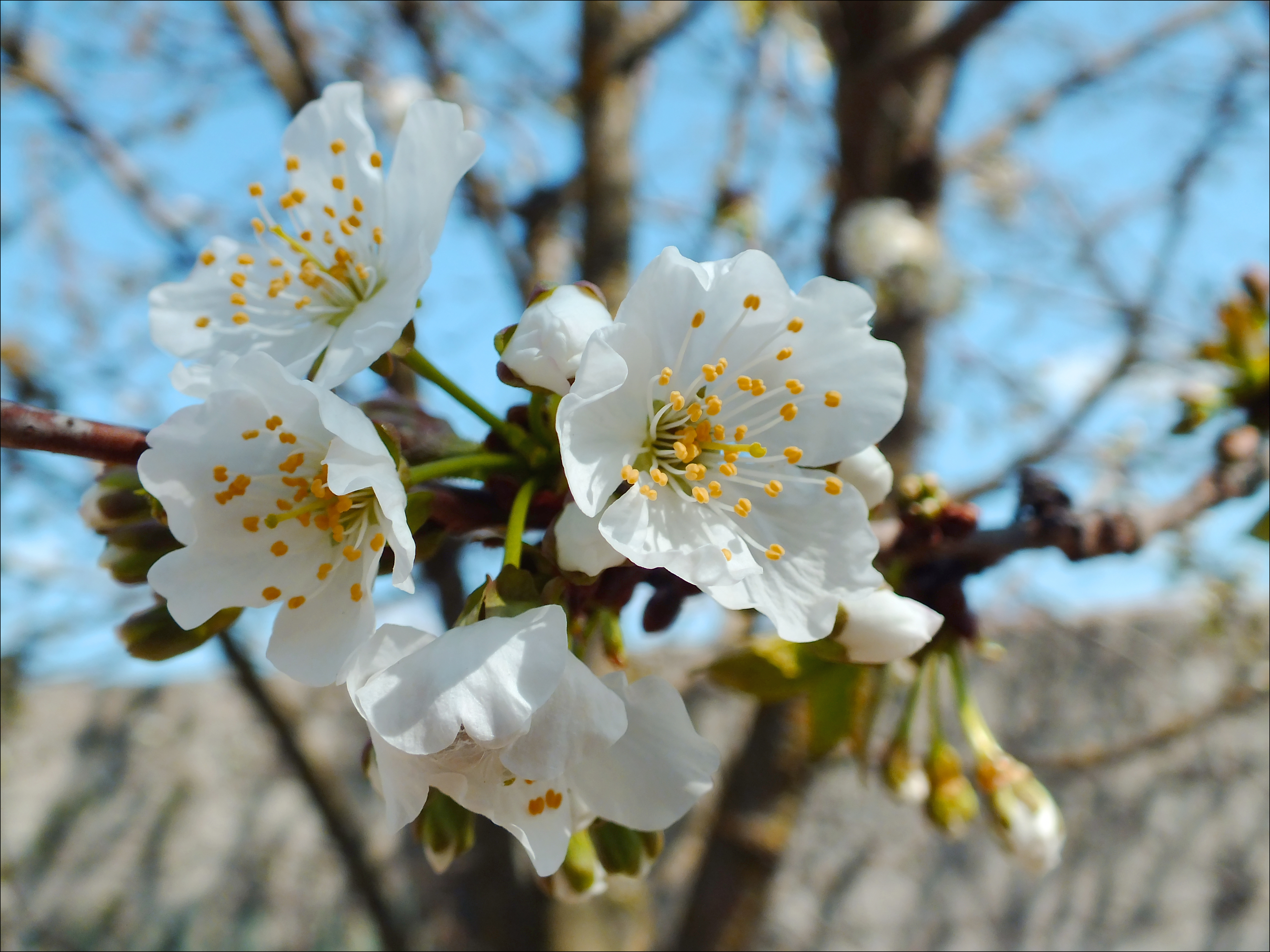 Картинки апрель красивые на телефон. Весенняя природа. Весенние цветы.