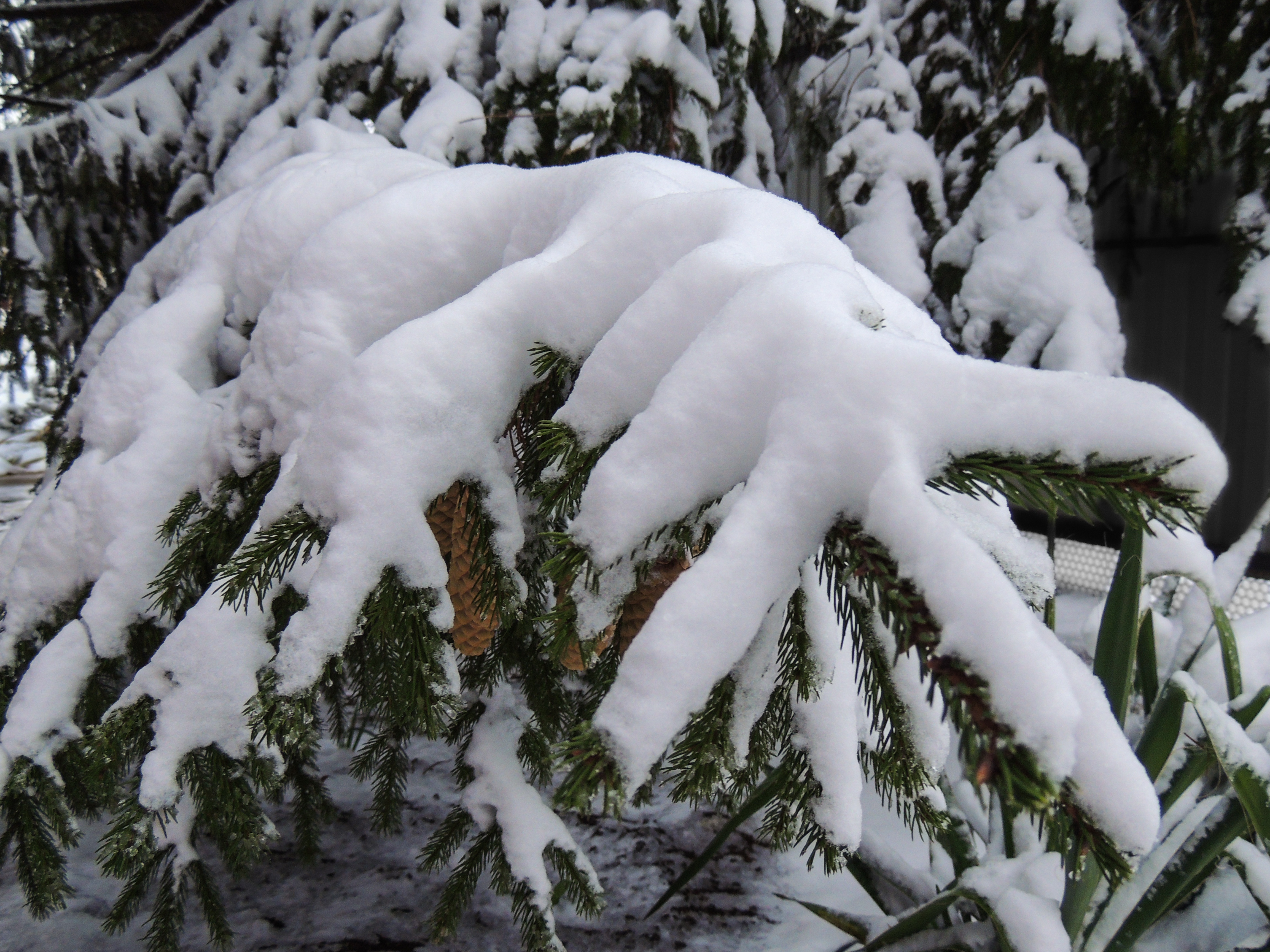 Снежок укрыл. Укрытие деревьев снегом. Много снега на деревьях. Снежные шапки на деревьях. Снежные лапы елей.