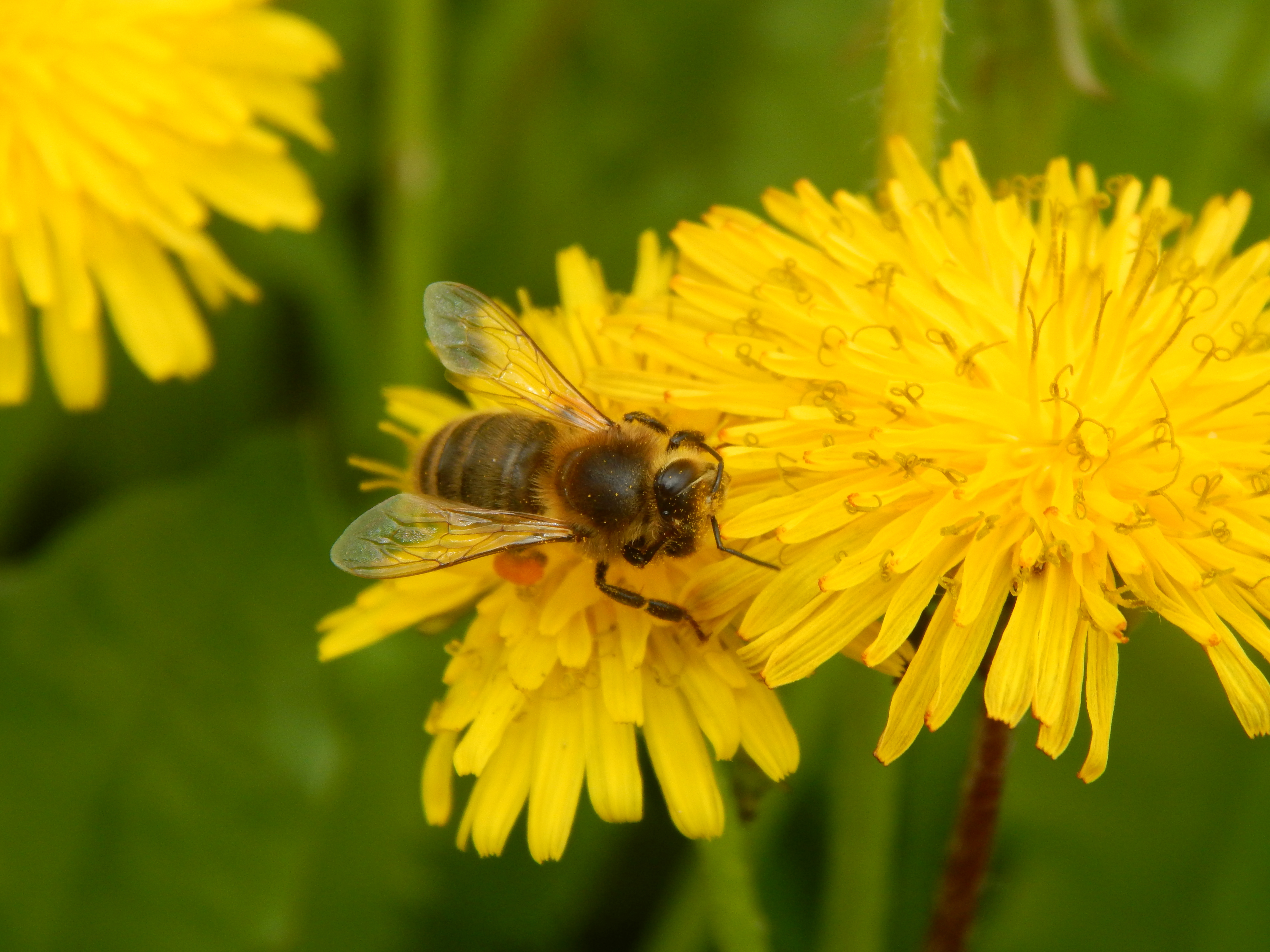 Пчела питается пыльцой