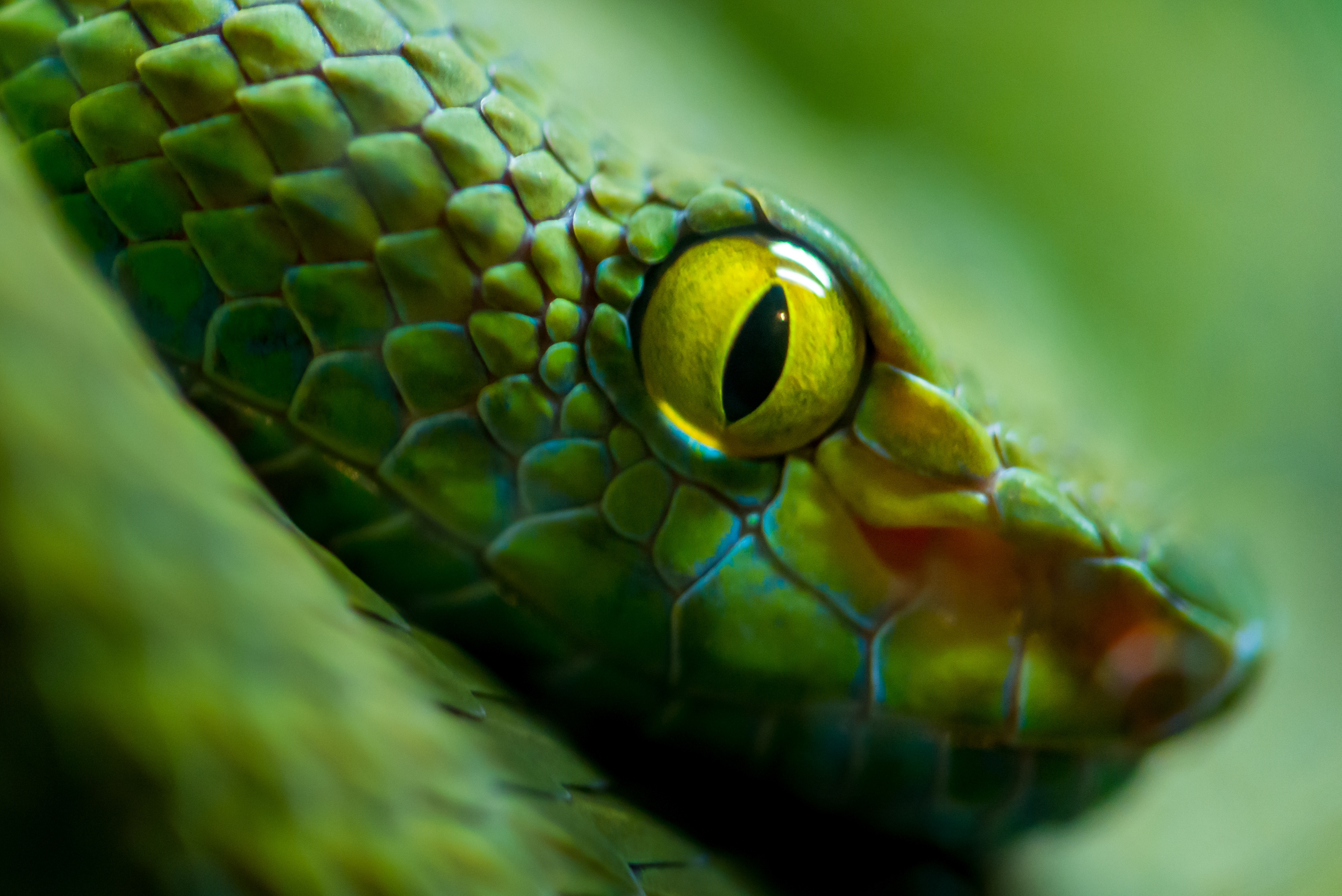 Прозрачные веки у змей