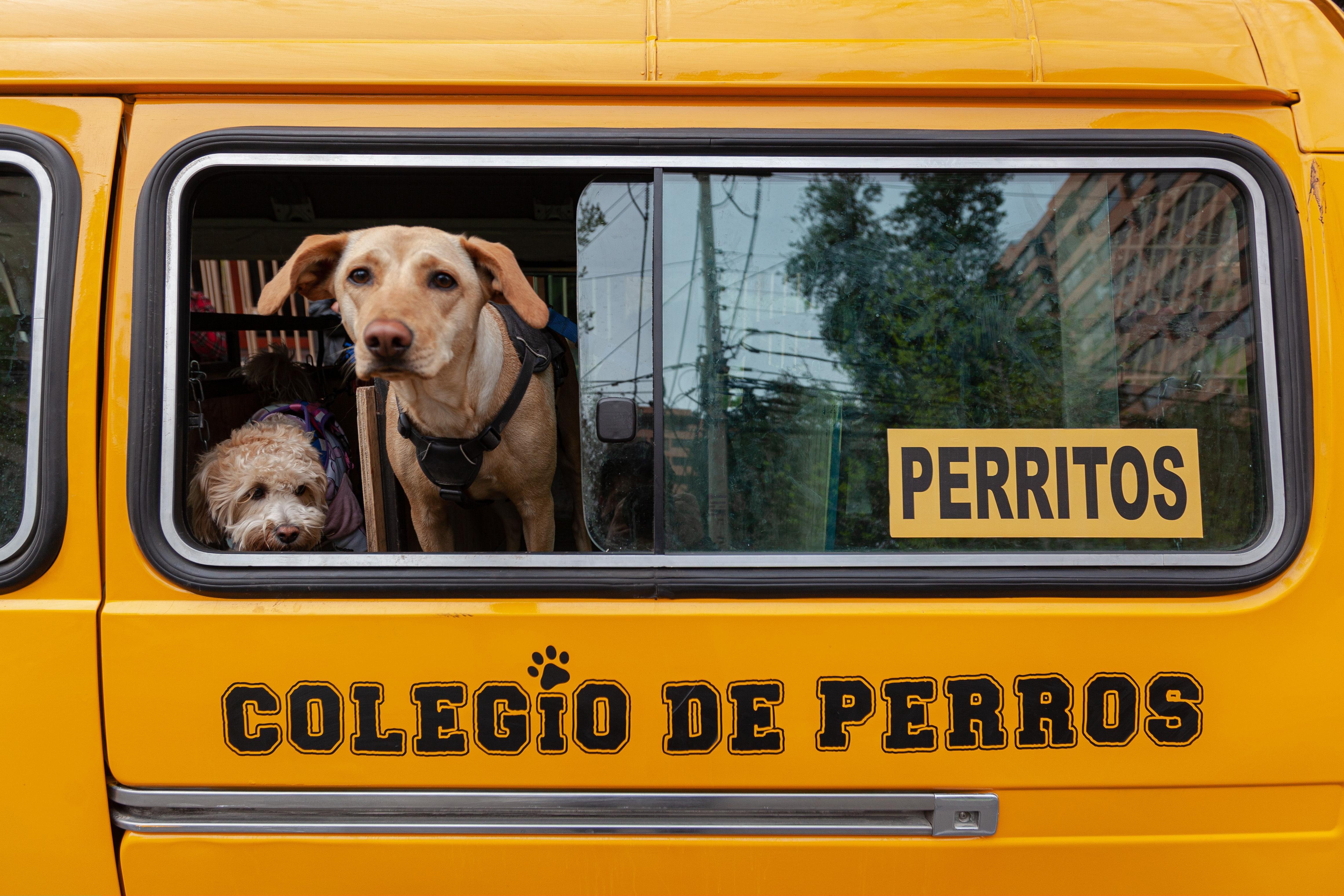 Можно с собакой в автобус. Собака в общественном транспорте. Собака в автобусе. Автобус собачка. Детский автобус.