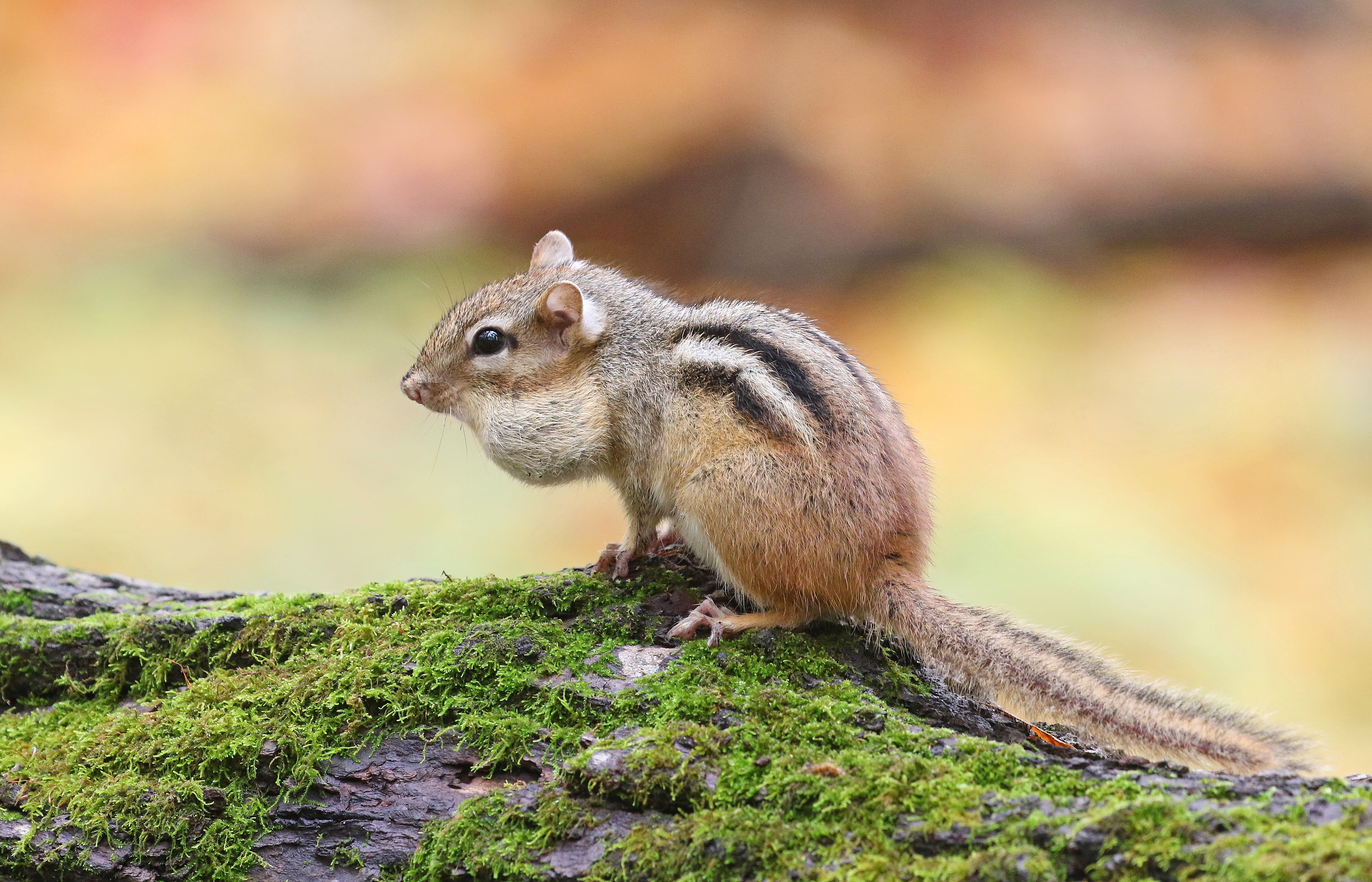 Lil Chipmunk Nude