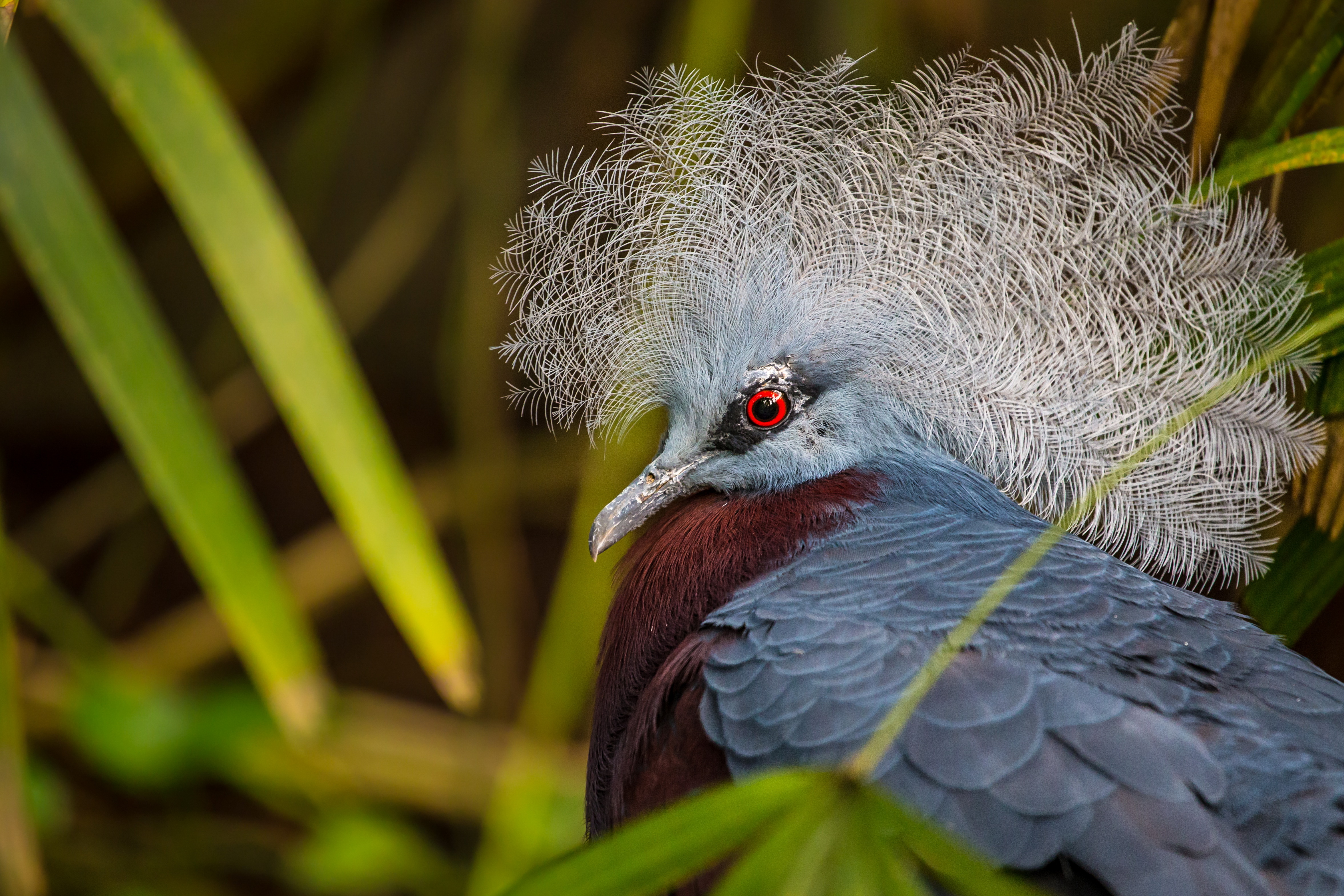 Птица из новой гвинеи 6 букв. Амазонский венценосный мухоед. Королевский венценосный мухоед птица. Венценосные голуби птицы новой Гвинеи.