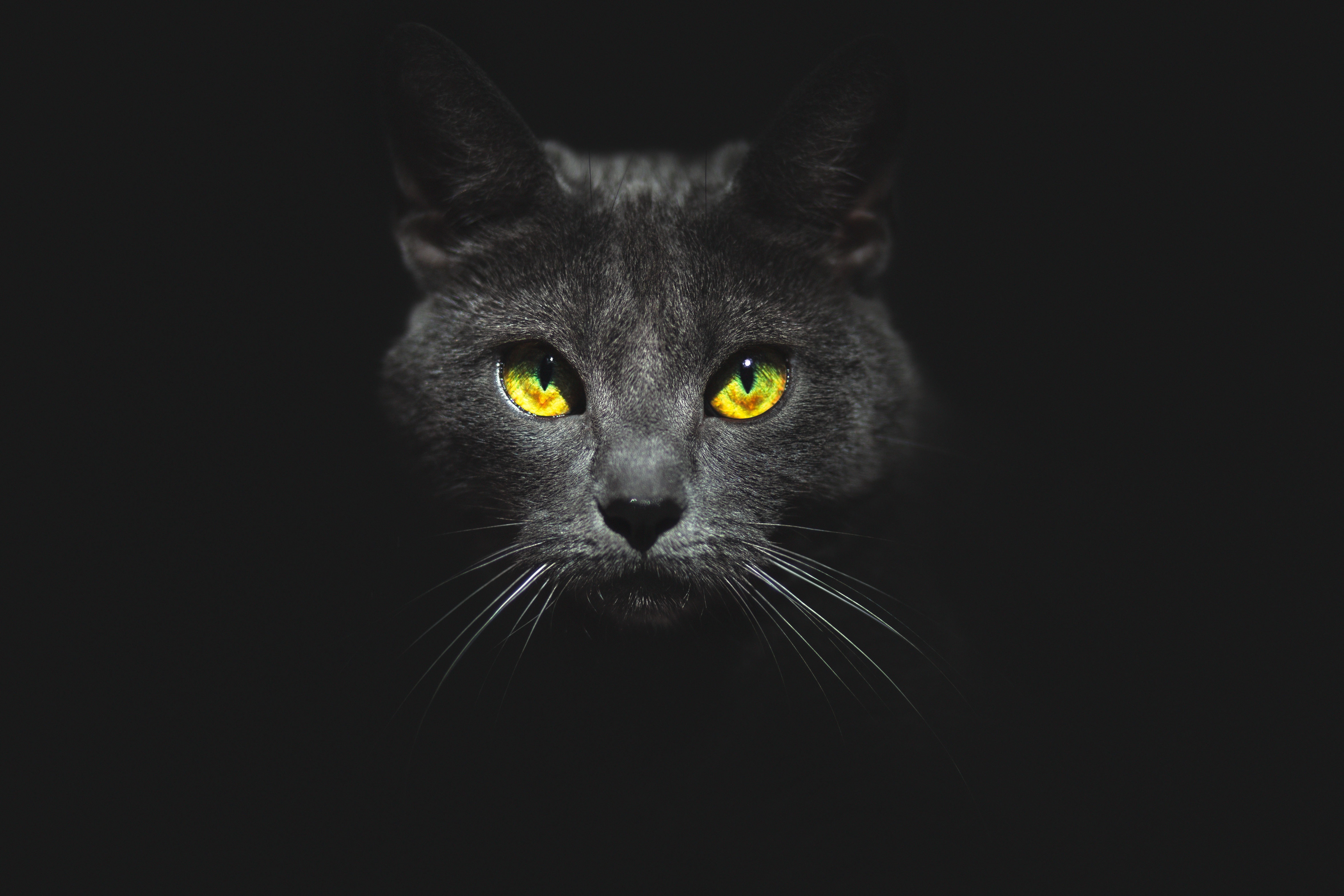 Black cat wallpaper. Морда черной кошки. Кошачьи глаза на черном фоне. Кошачьи глаза в темноте. Кошачьи глаза на темном фоне.