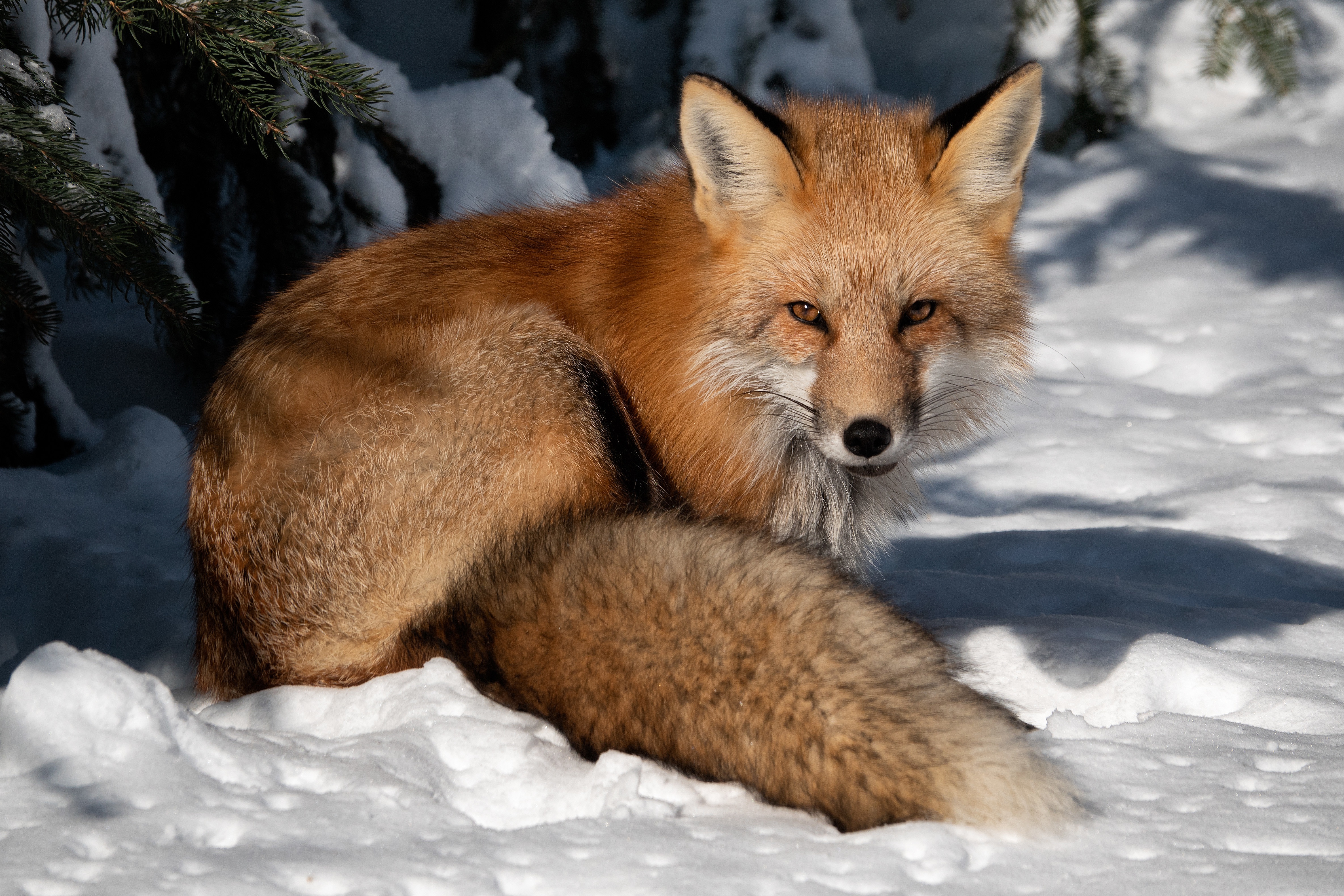 Snow fox. Снежная лиса. Обои лиса зима. Животные зимой картинки для детей. Лисица 4k.