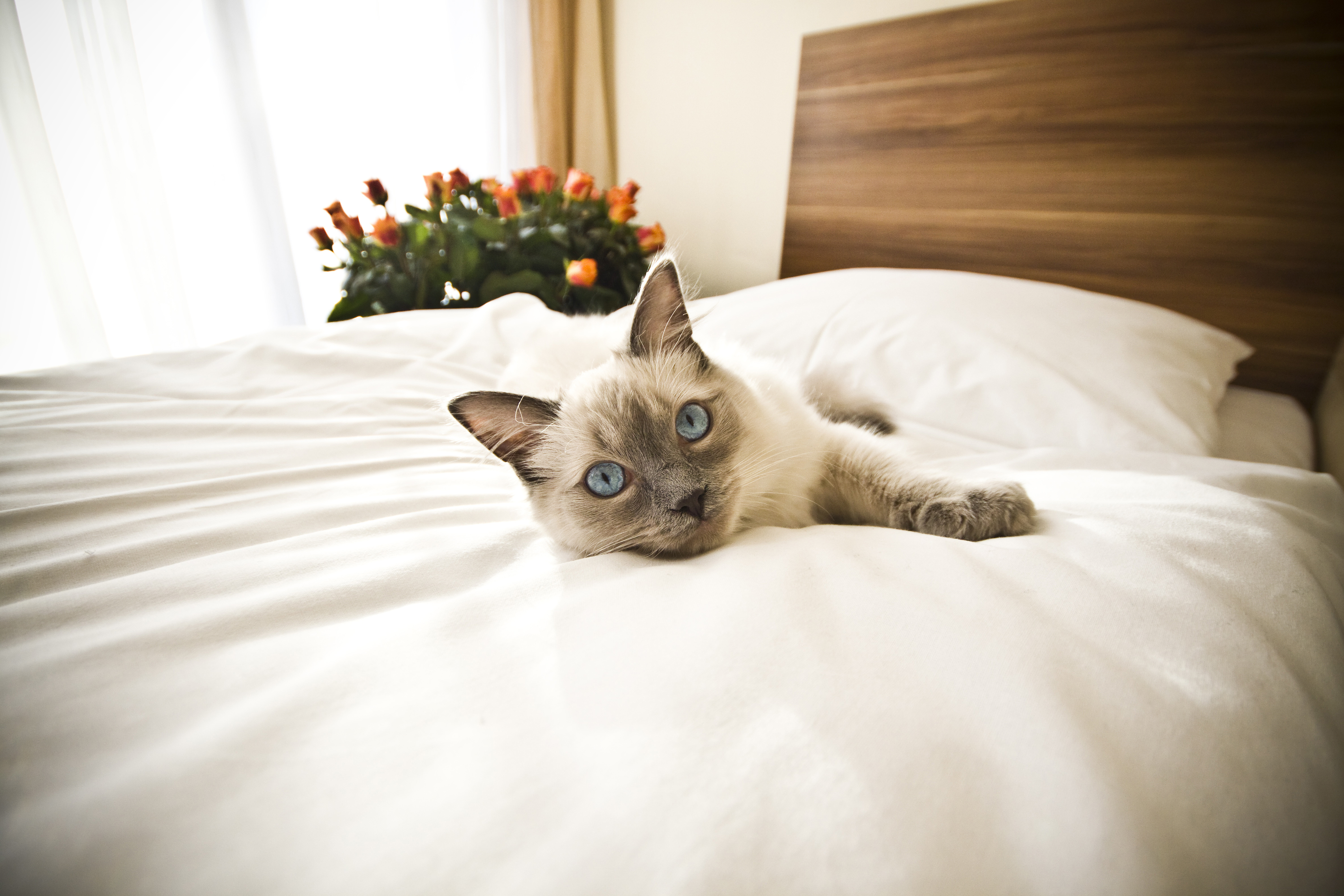 Котенок в постели. Кровать для кошки. Красивые кошки. Котенок лежит на кровати. Красивый кот.