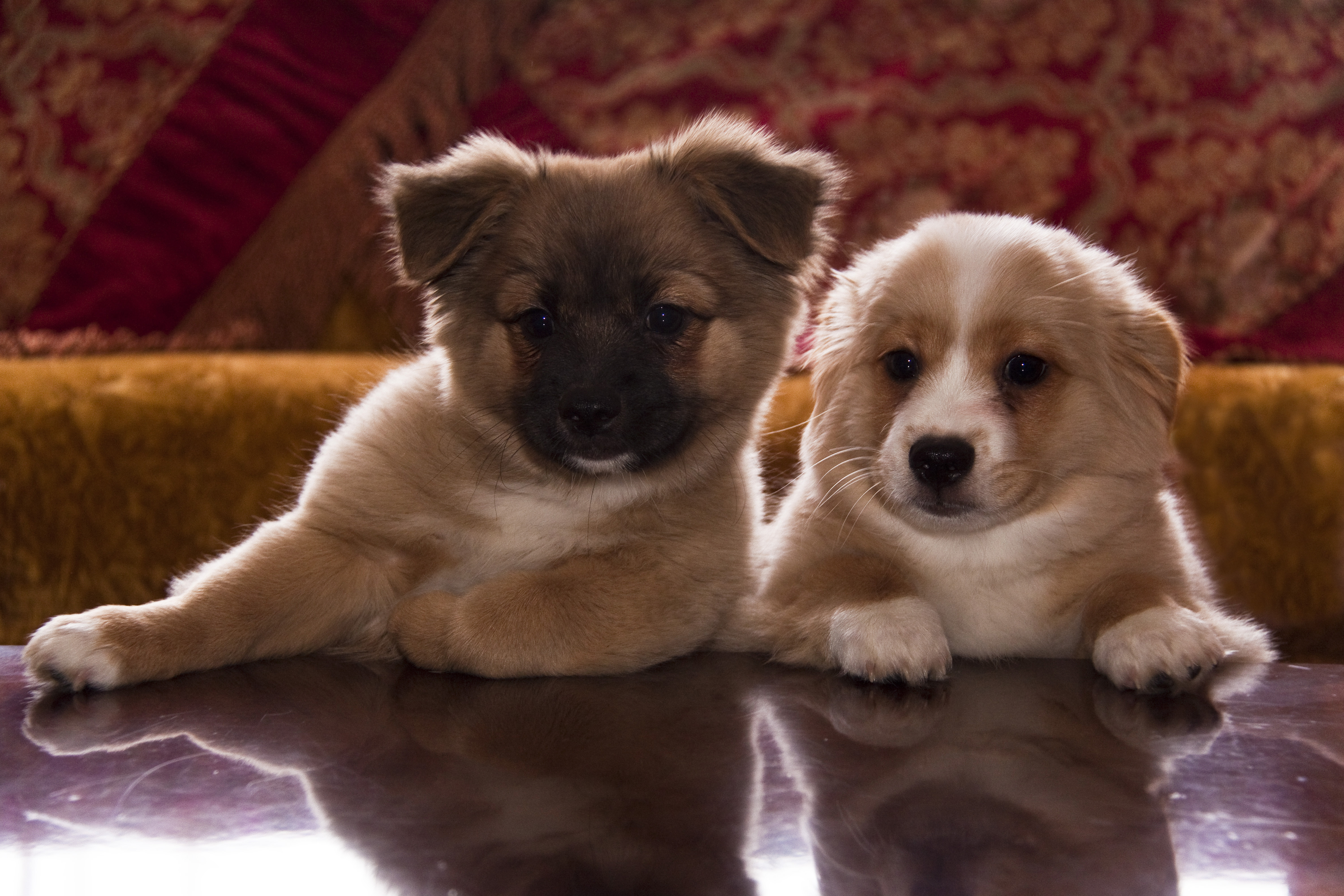 Картинки щеночков. Красивые щенки. Милые собачки. Милые щенки. Красивые собаки.