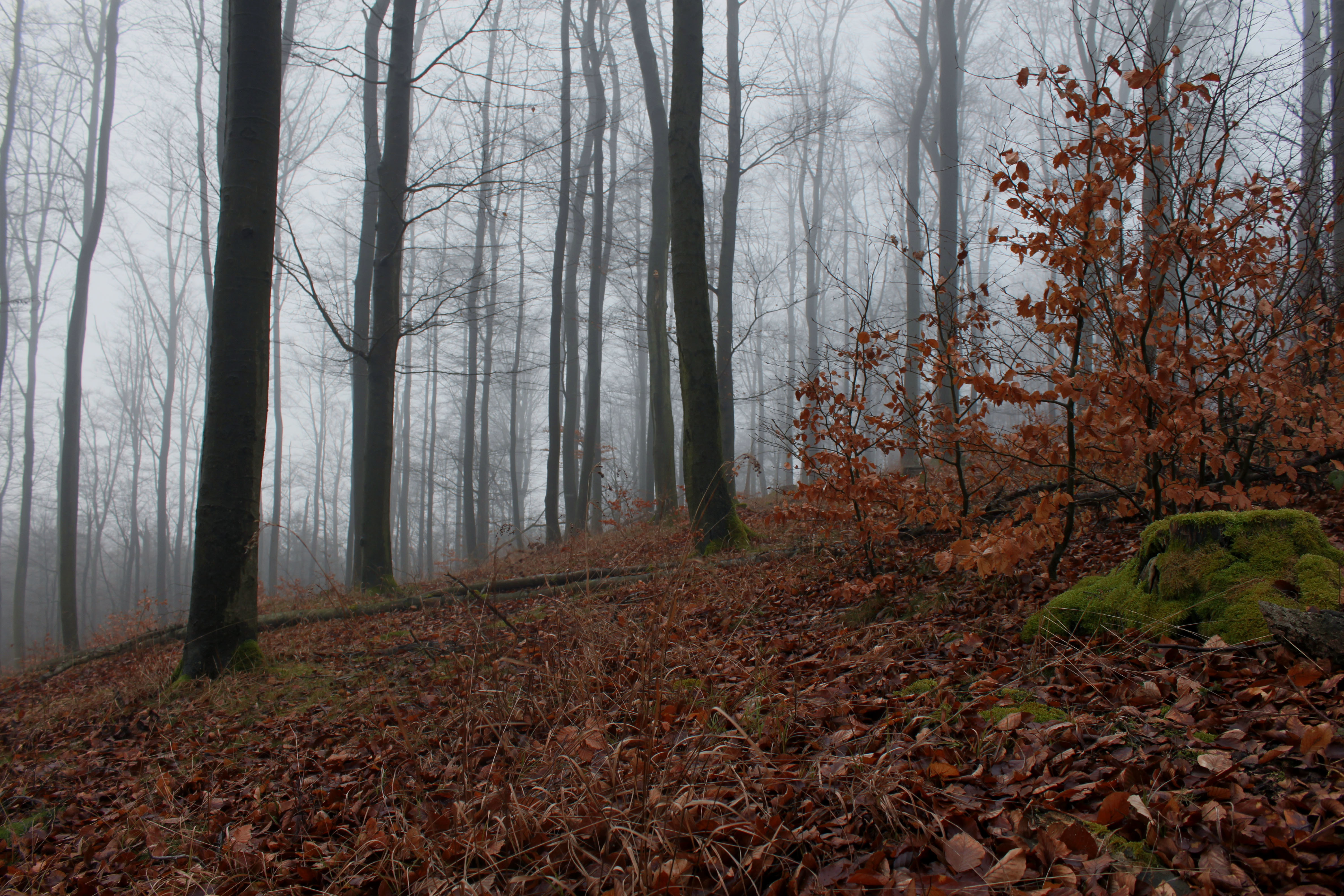 Предложения поздней осенью в лесу. Тусклая осень. Лес поздней осенью. Поздняя осень в лесу. Осенний лес в тумане.