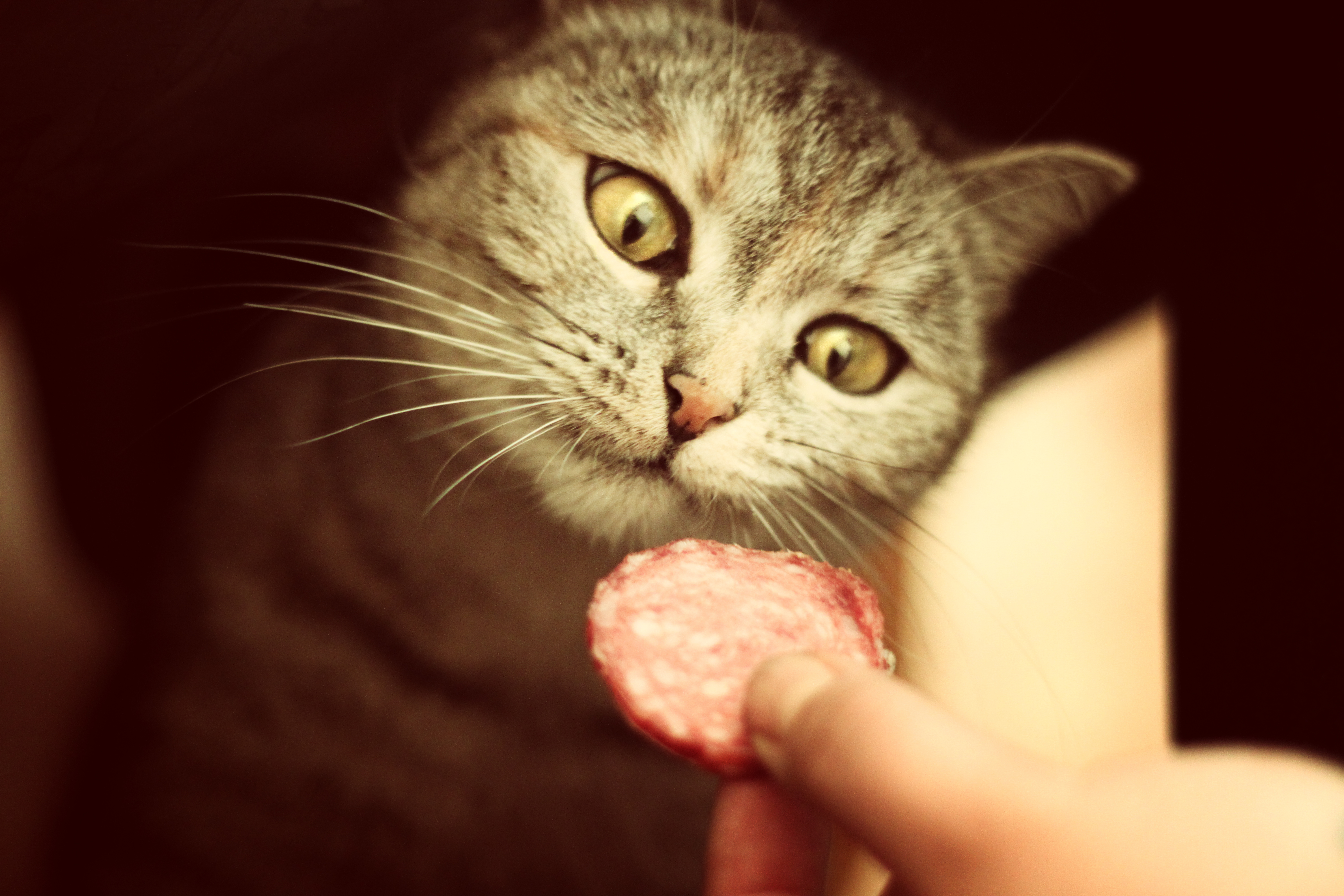 Ешь кайфуй. Кот с колбасой. Колбаса для кошек. Кошечка с колбасой. Кошка ест колбасу.