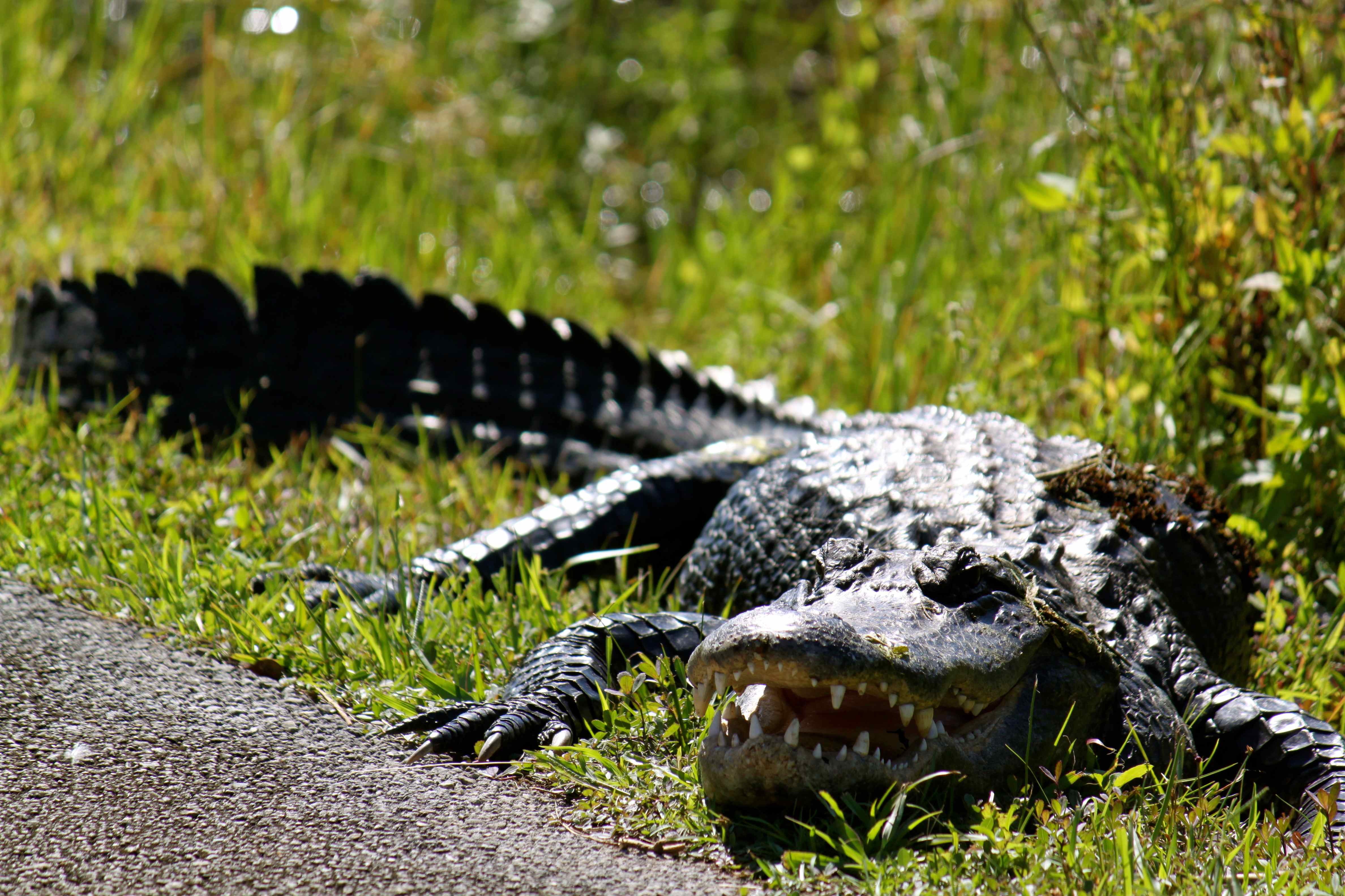 Listcrawler Long Island Alligator