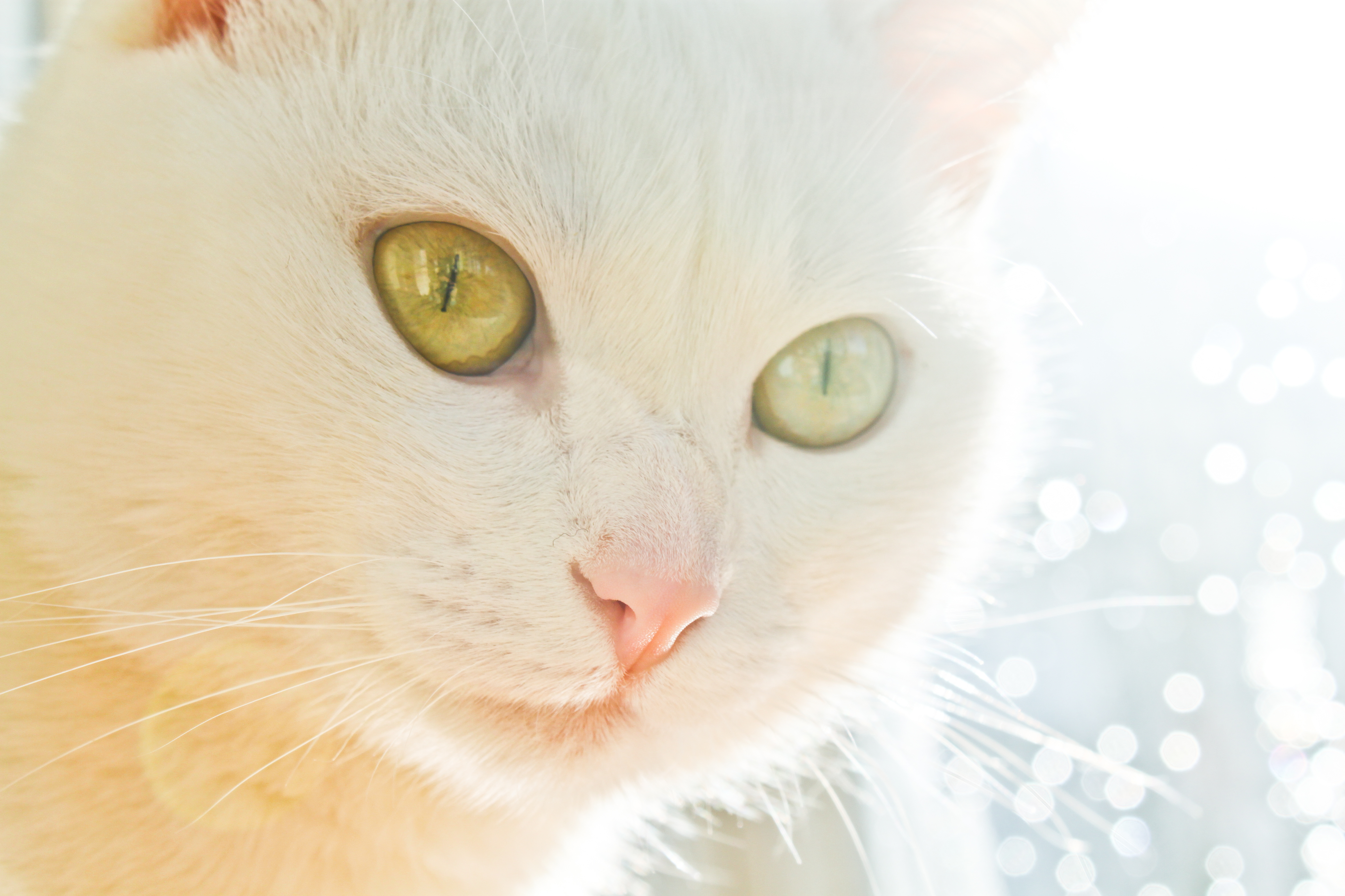 Белая киса. Белая кошка с зелеными глазами. Кошка белая. Белый кот с зелеными глазами. Белый котик с зелеными глазами.