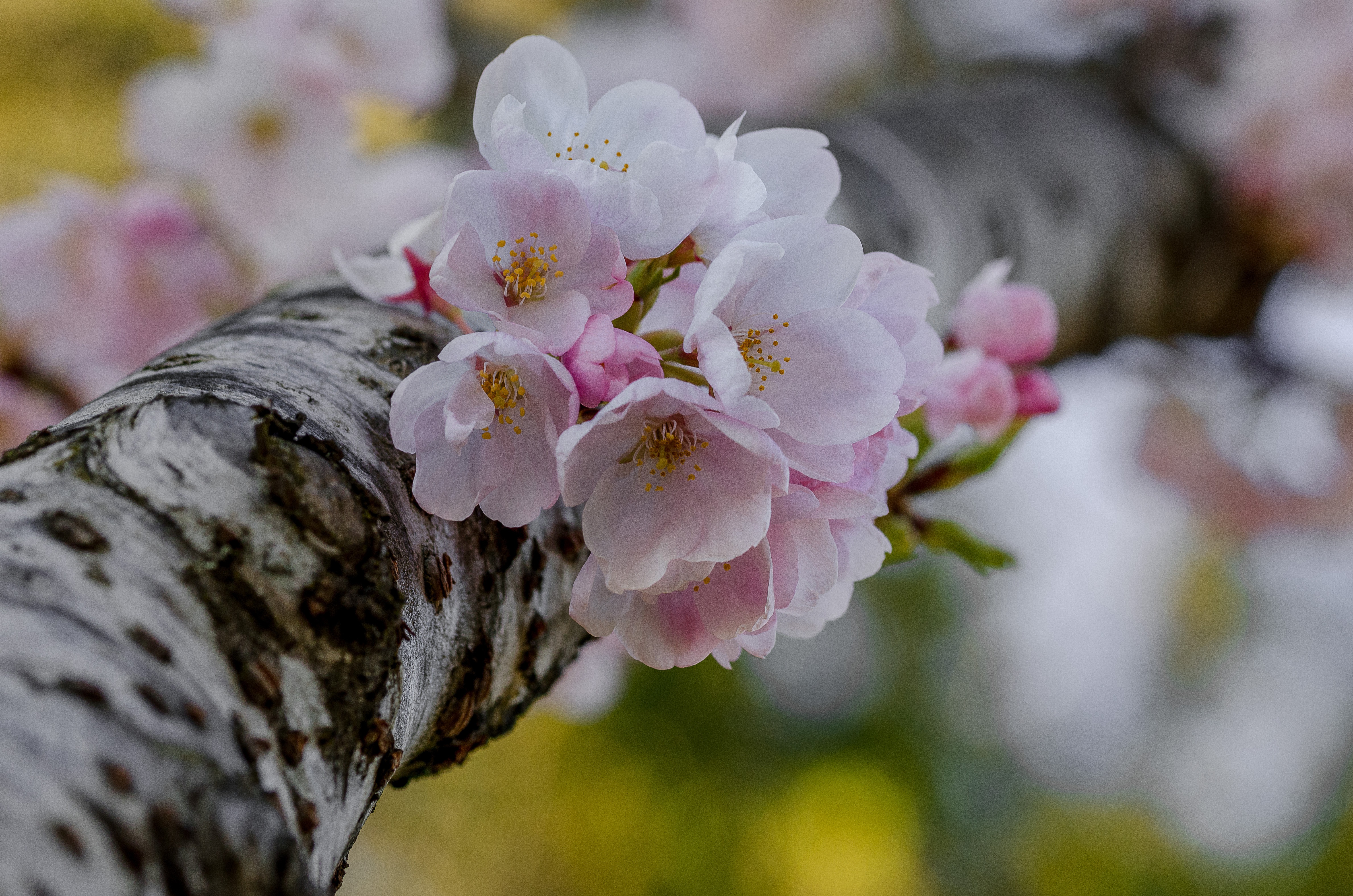 Фото весны на рабочий. Сакура цветение растения. Багульник цветет.