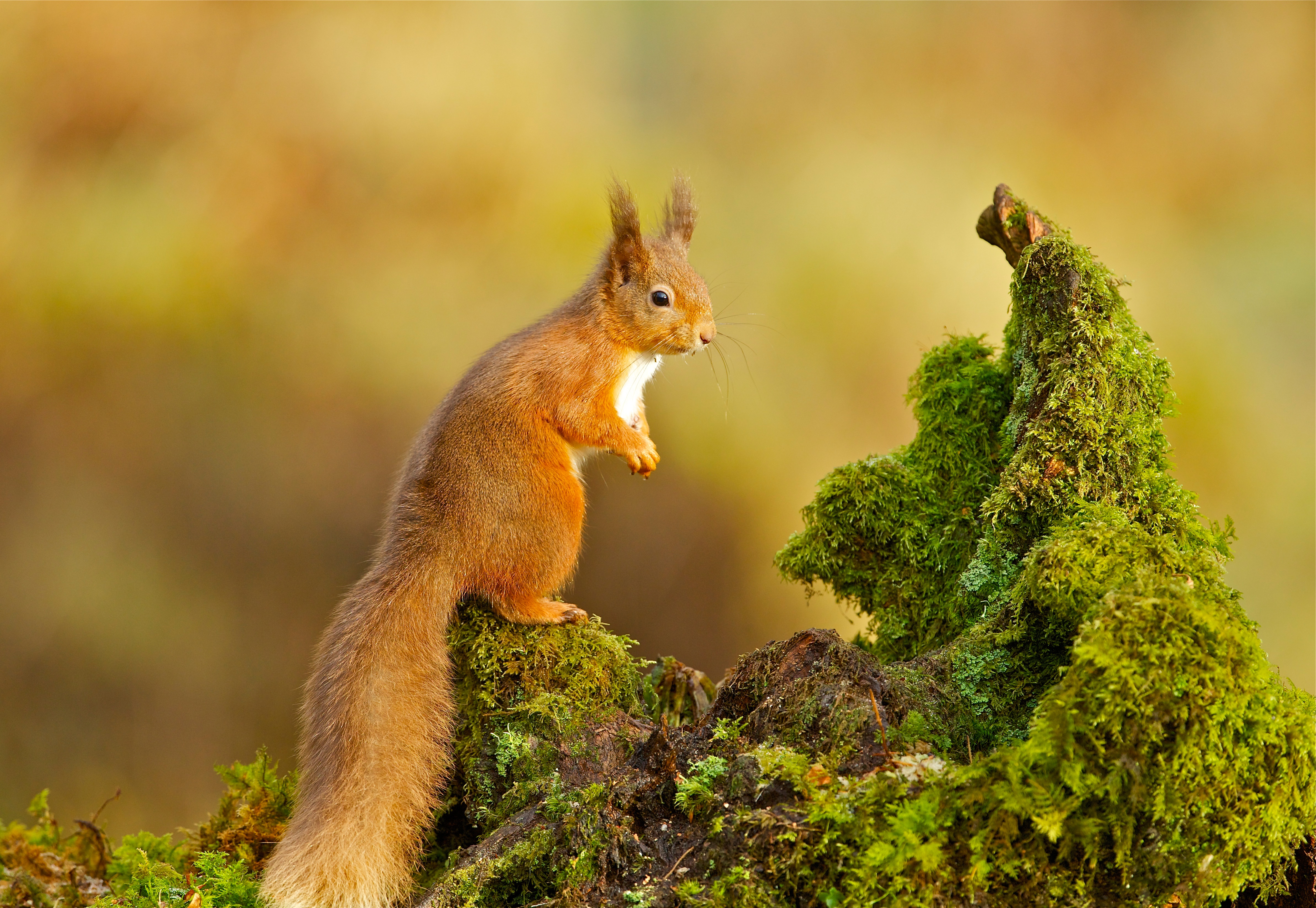 Squirrel. Красивая белка. Картинки на рабочий стол белка. Природа и животные. Рыжая белка.