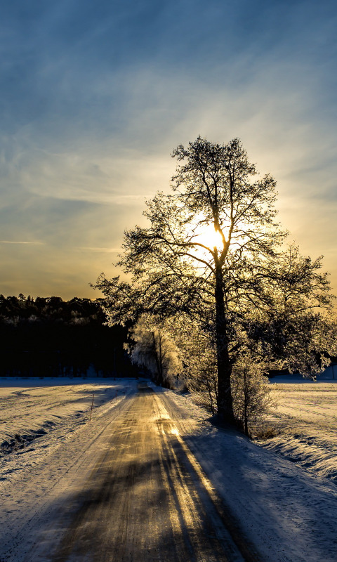 зима, дорога, деревья, утро