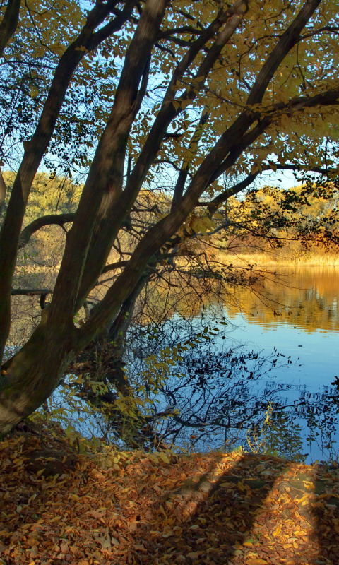 деревья, пейзаж, природа, река