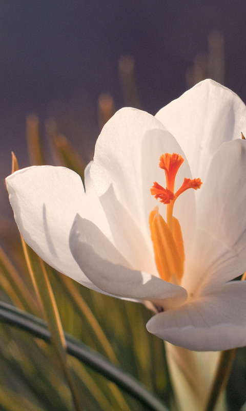 Акция памяти белый крокус. Крокусы Шафран белые. Шафран цветок белый. Белый Шафран растение. Крокус цветок белый.