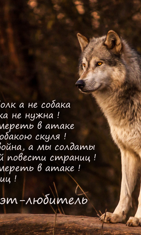 Объяснить слово волком. Волк. Стихотворение одинокий волк. Стихотворение про волка. Одинокий волк стихи.