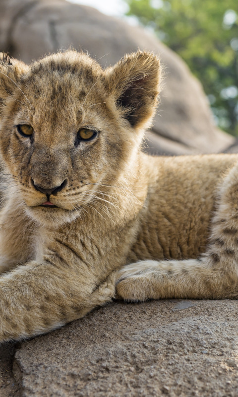 кошка, камень, лев, детёныш, львёнок, ©Tambako The Jaguar