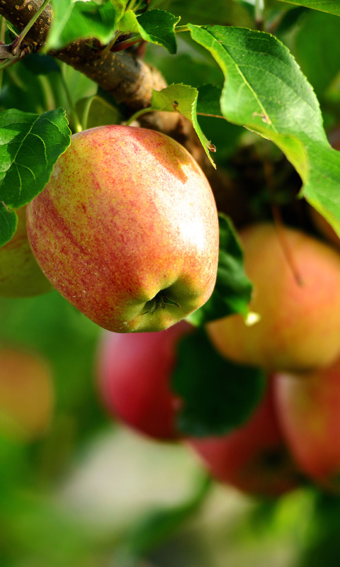 Плодовое царство. Яблоки на ветке. Салгирская яблоня яблоки. Лето август яблоня. Яблоня с яблоками на столе сорт.