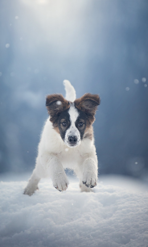 зима, снег, собака, щенок, прогулка