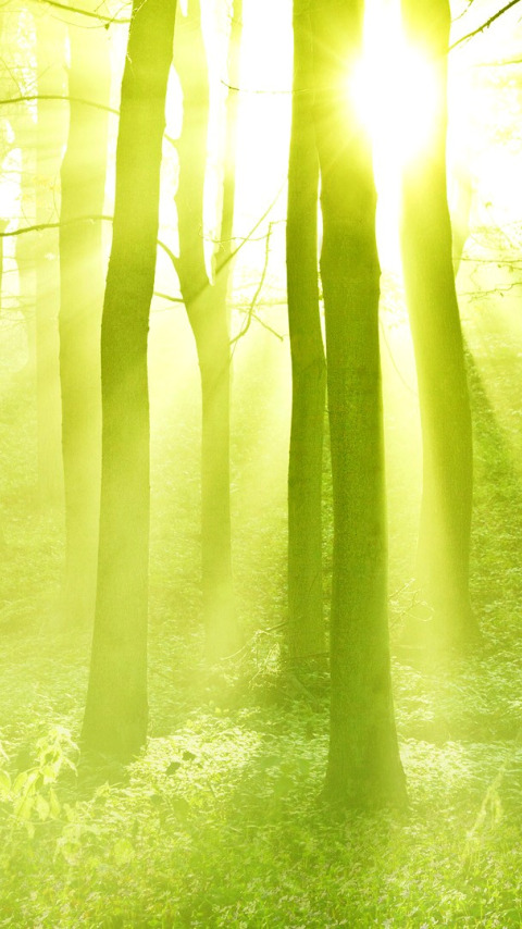 лес, солнце, лучи, свет, деревья, закат, дымка