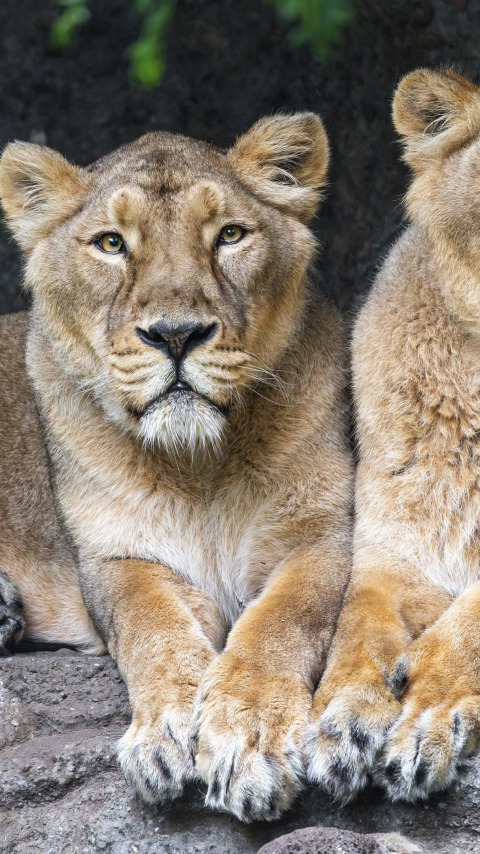 animal, Lions, big cats, lionesses