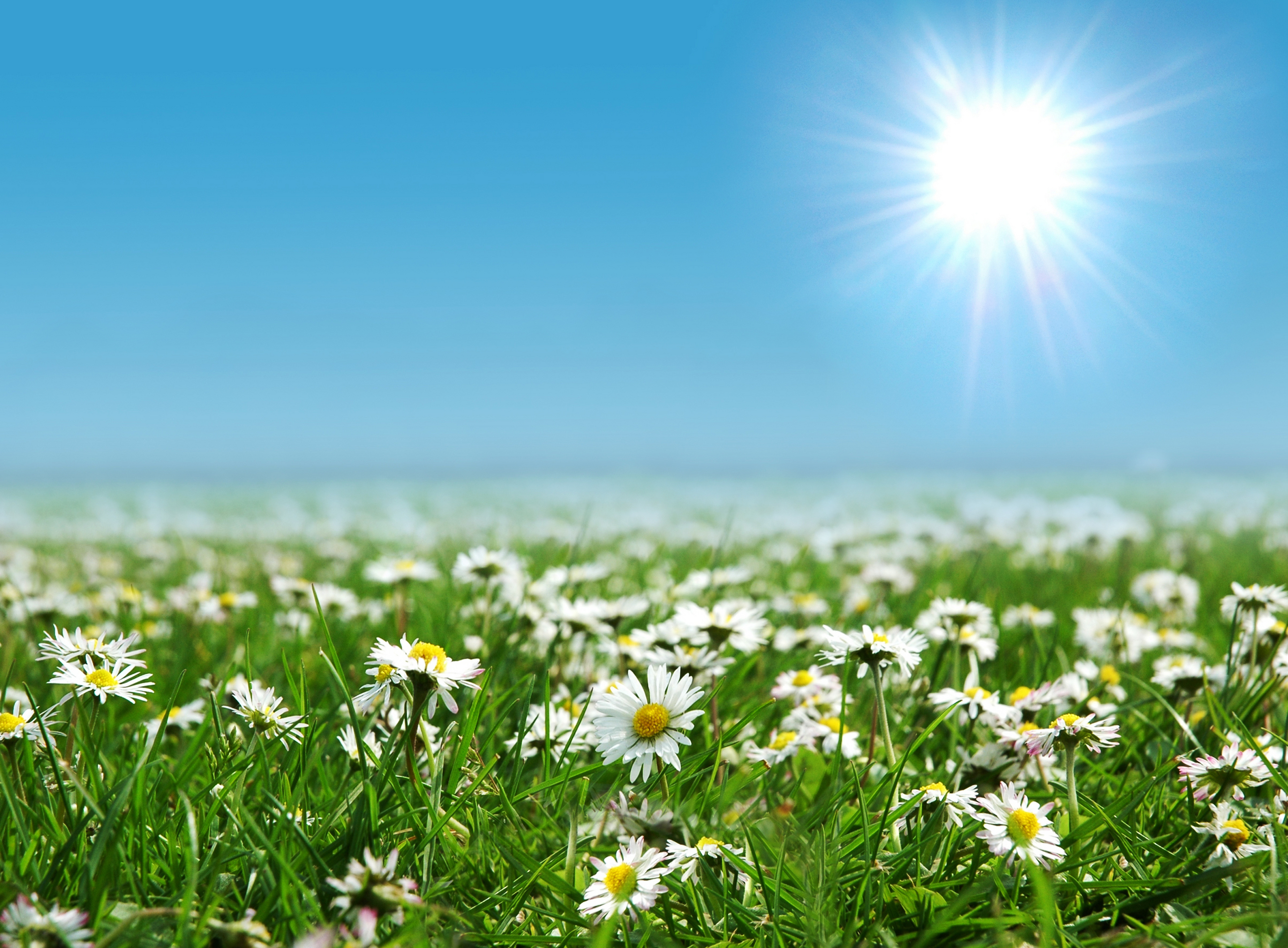 Песня голубое небо зеленая трава. Поле ромашек. Природа солнце. Фон ромашки. Летнее солнце.