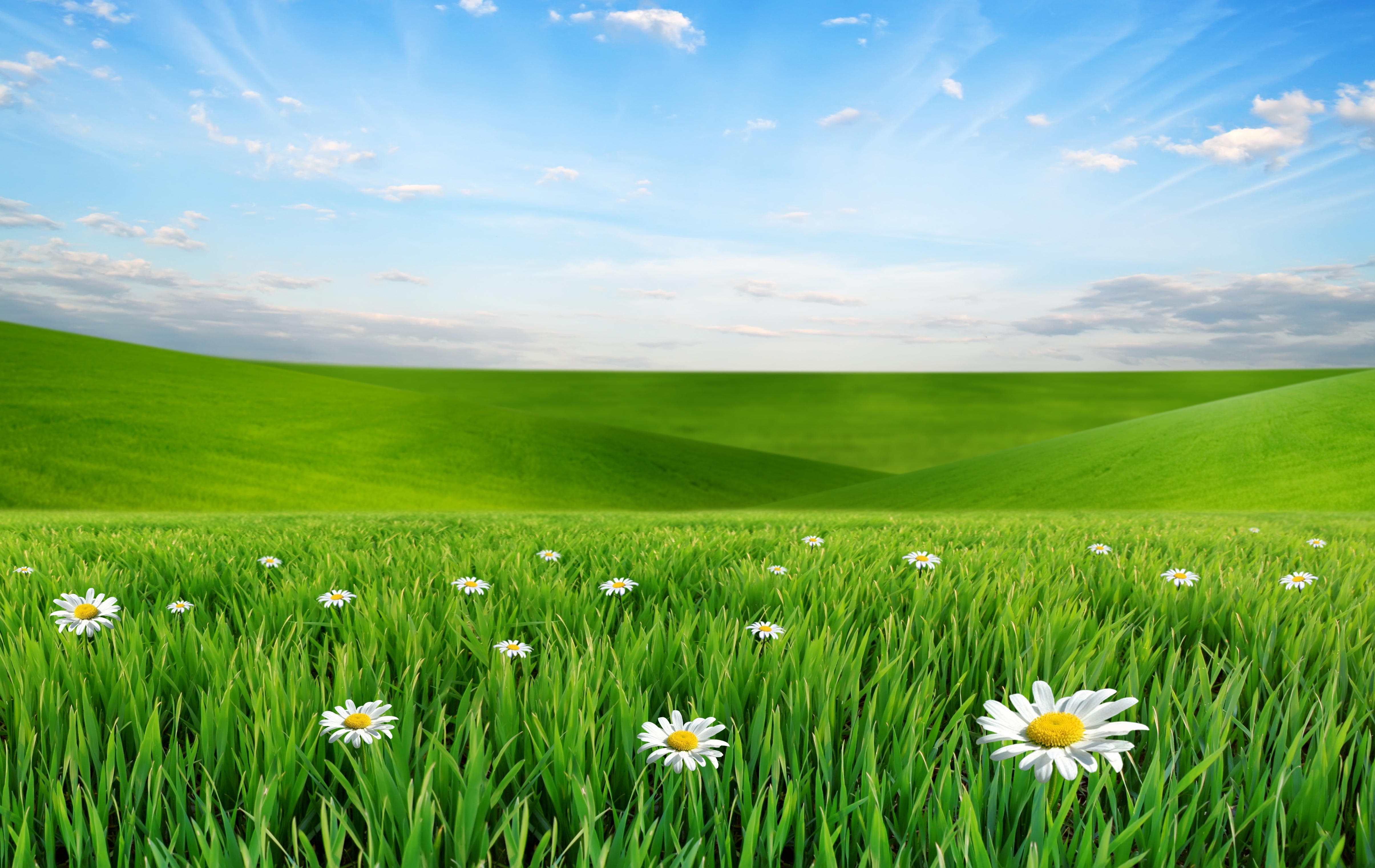 Луг з. Зеленое поле. Красивое поле. Зеленый луг. Трава и небо.