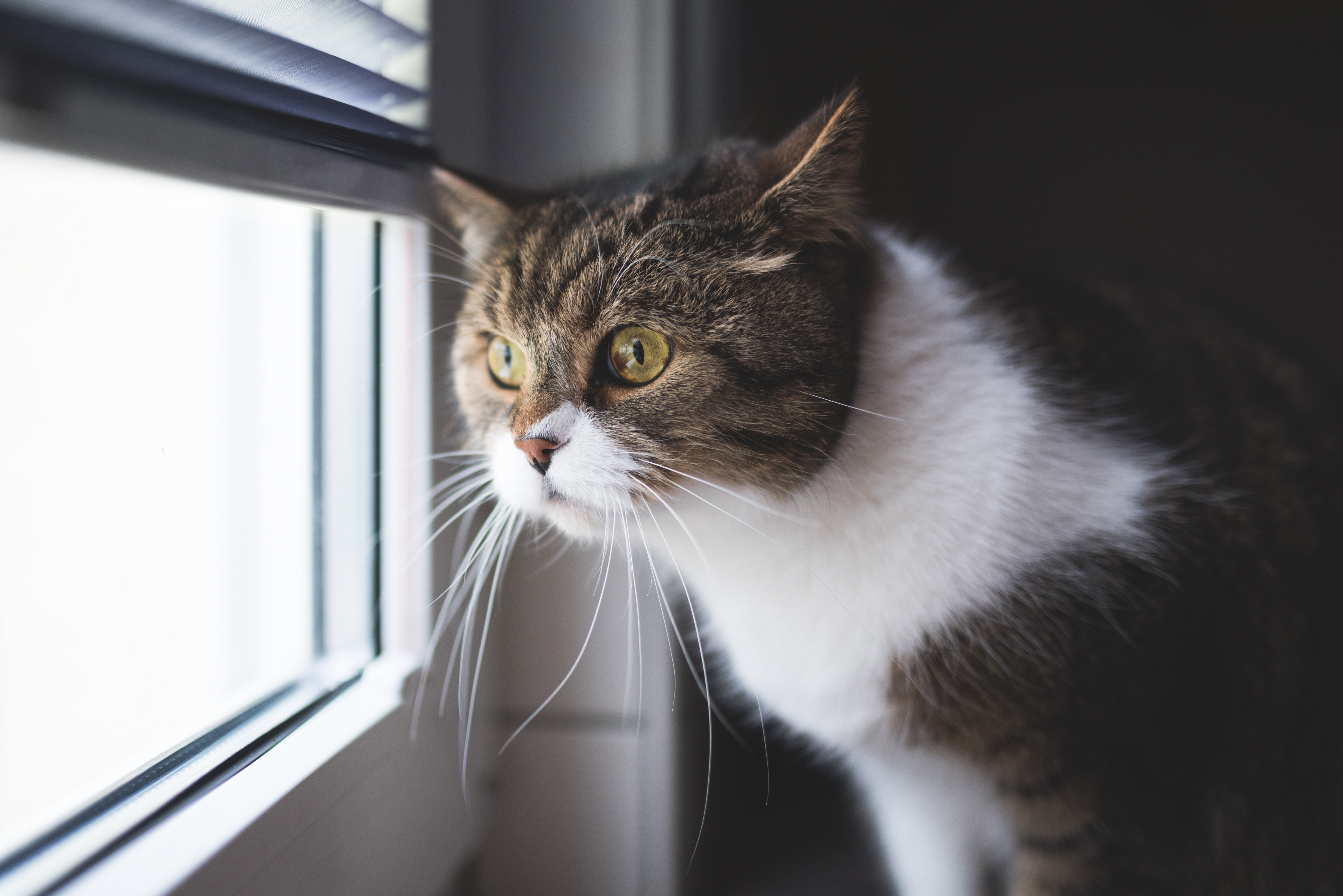 Кота тревога. Кошка на окне. Удивленный кот в окне. Коты в окне. Кот смотрит в окно.