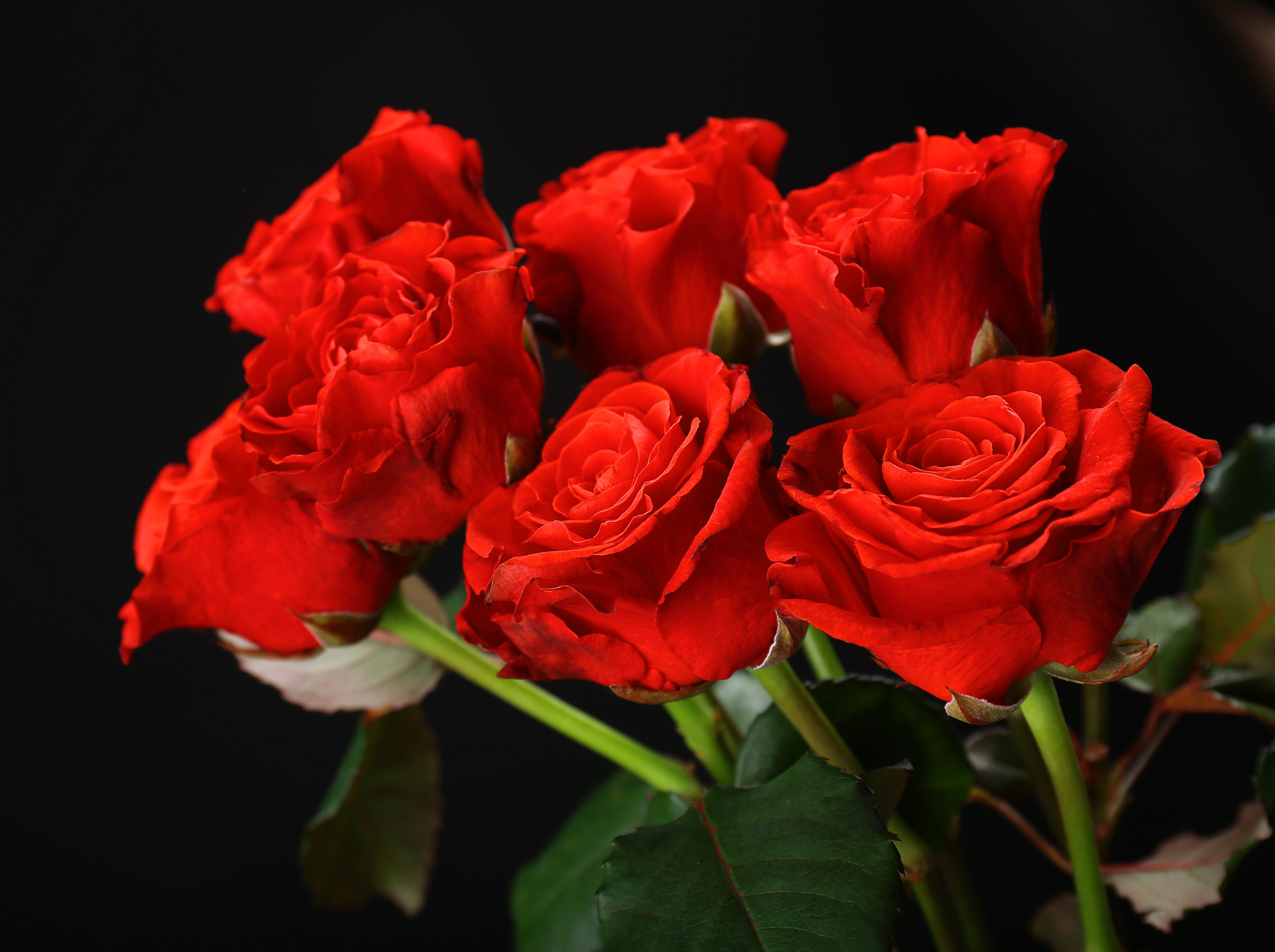 Розы букет вечер. Красивые розы. Красный цветок. Красивые красные розы. Красивый букет алых роз.