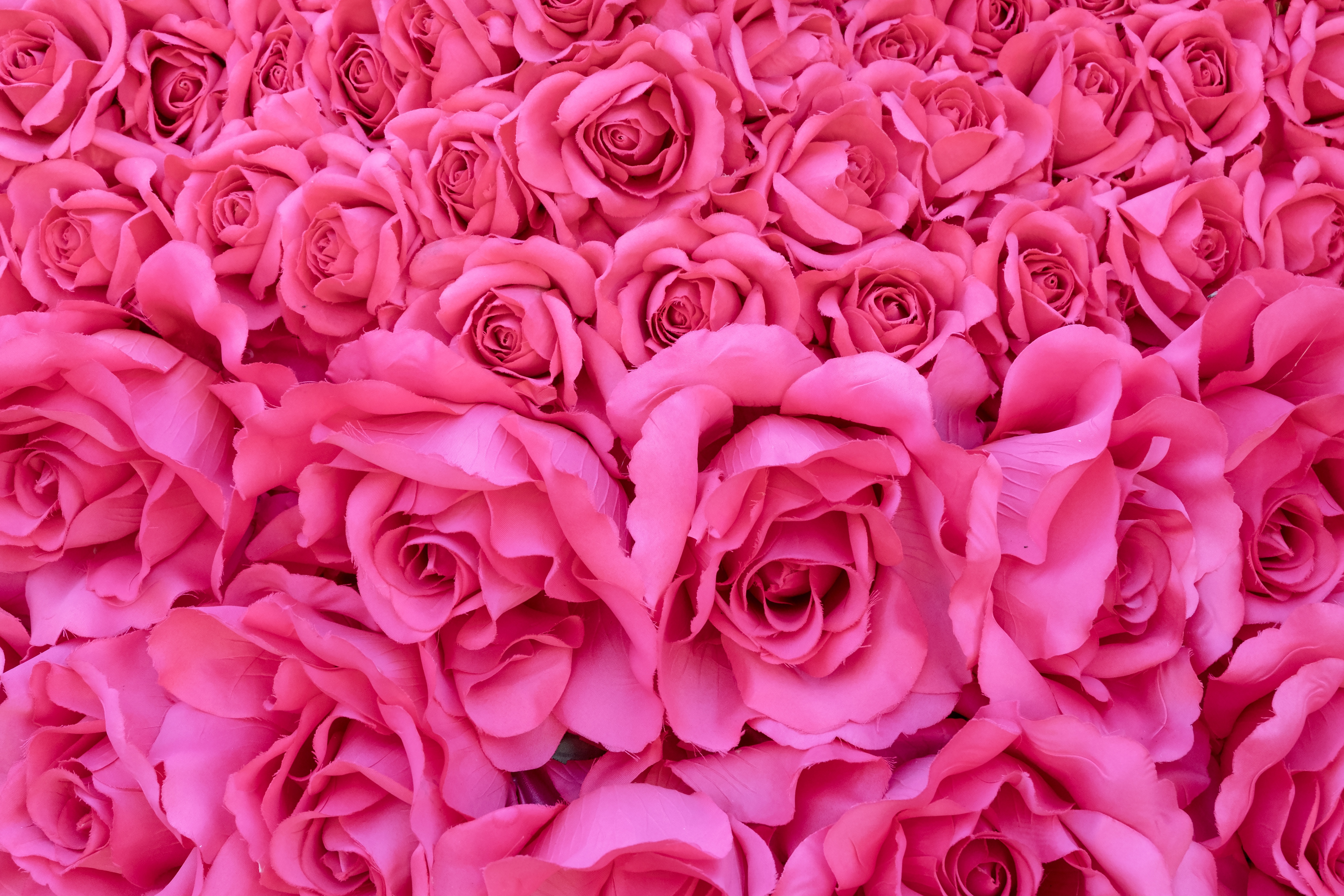 Фотографии розового цвета