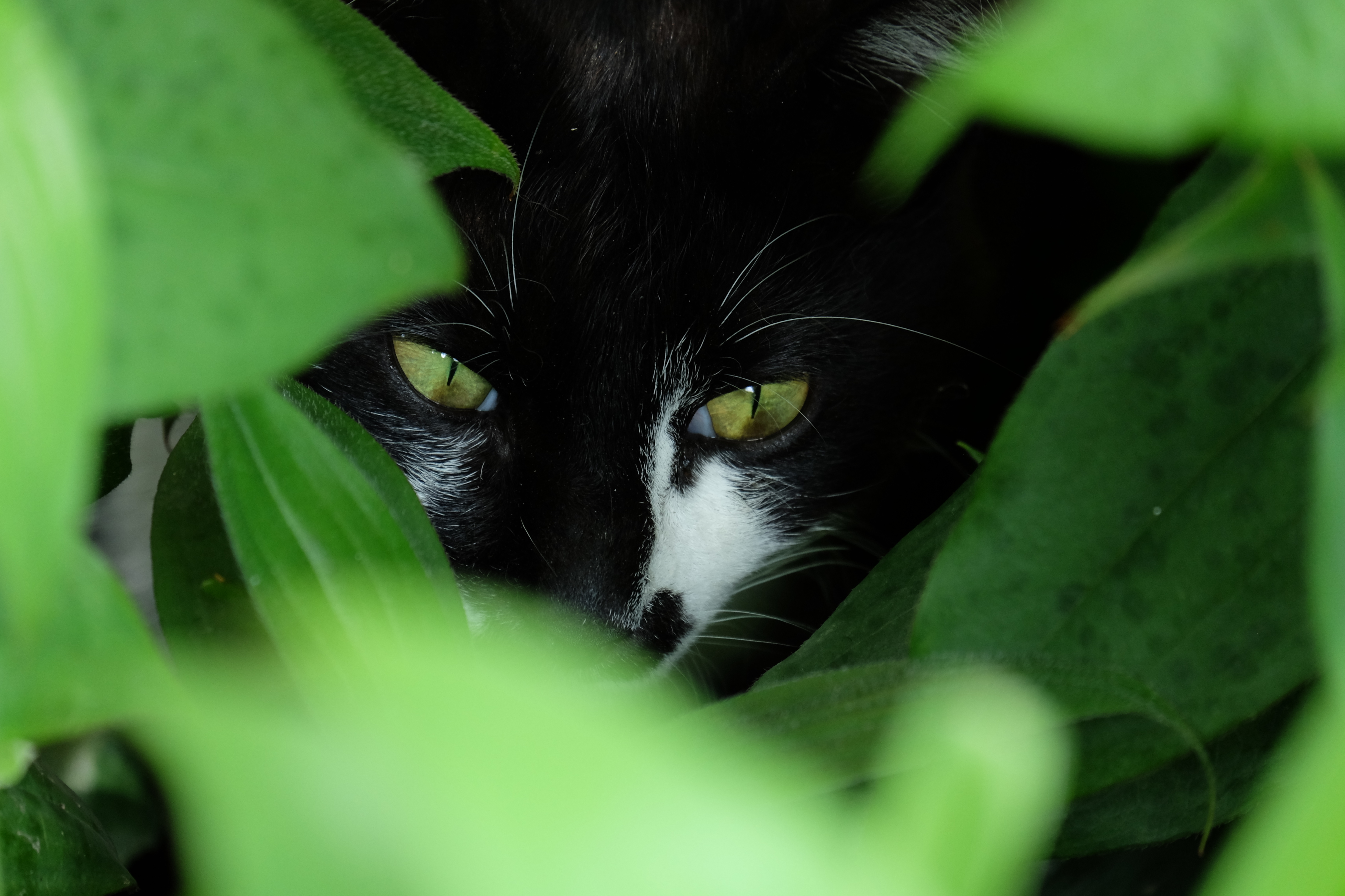 Черный зеленый глазками. Чёрный кот. Чёрный кот с зелёными глазами. Чёрные коты с зелёными глазами. Черная кошка с зелеными глазами.