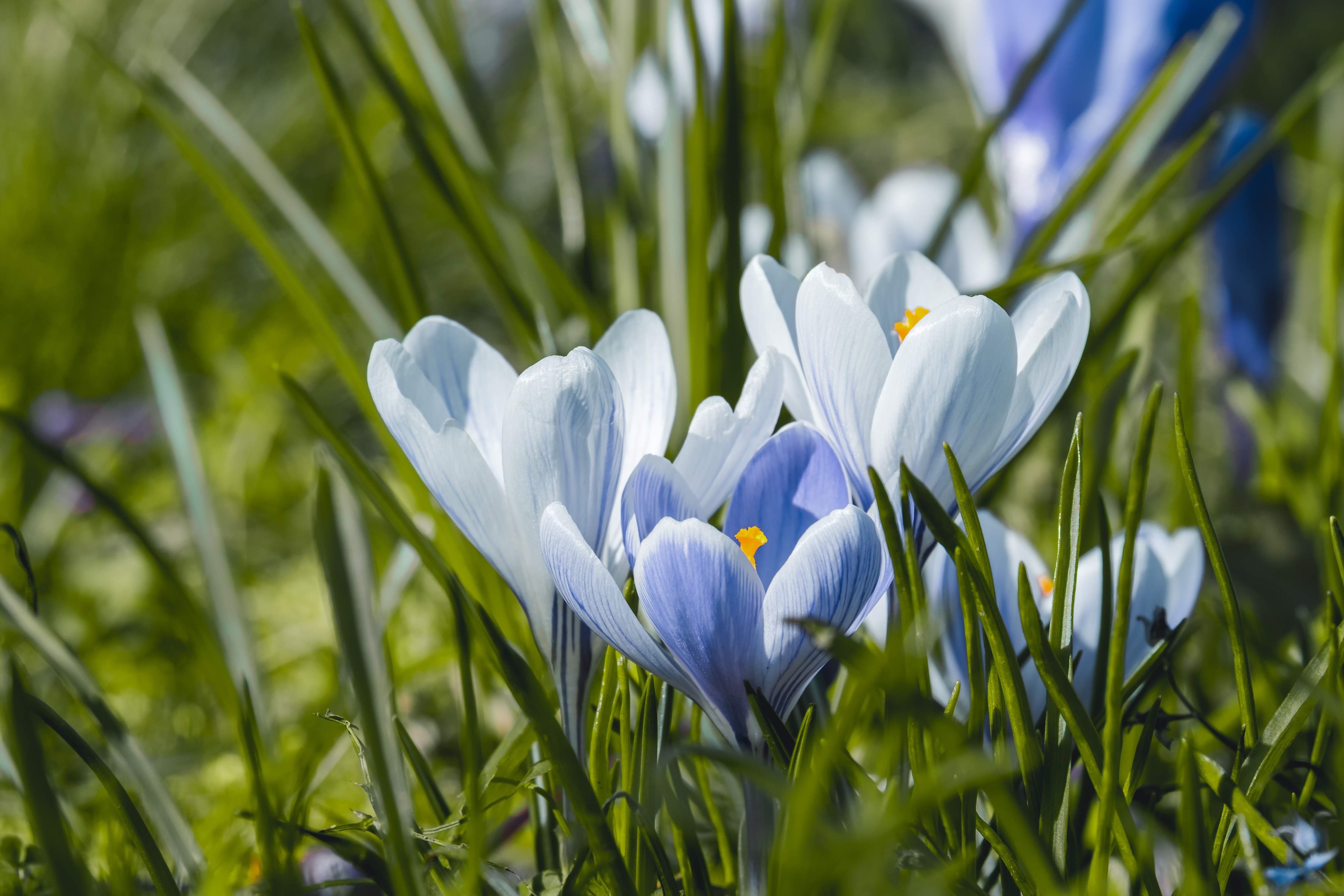 Белый лебедь крокус. Крокус Шафран голубой цветок. Крокус Блю Уайт. Крокус синий цветок. Крокус весенний белый.