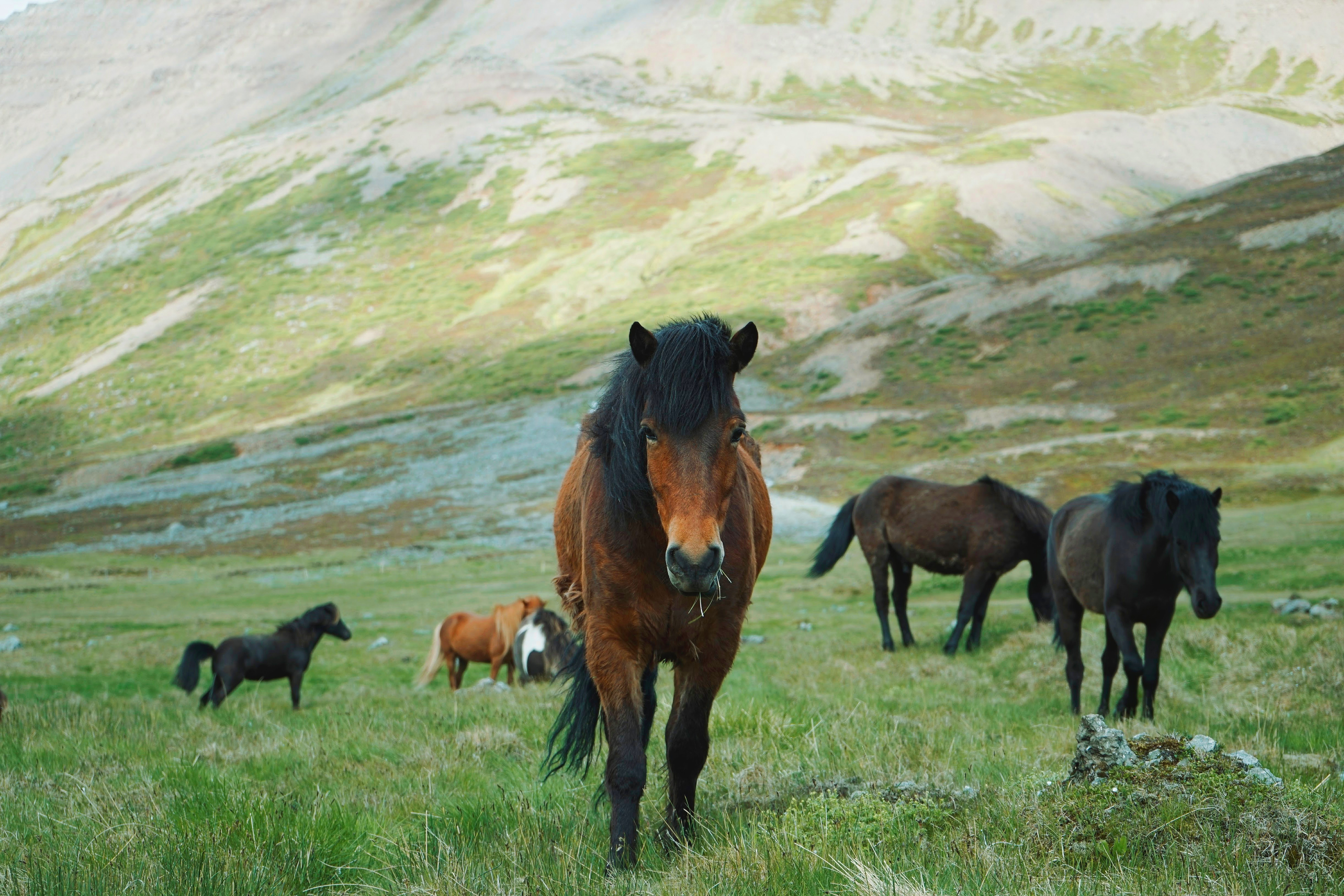 Дикие лошади виды. Табун лошадей карачаевской породы. Лошади породы Мустанг табун. Дикие табуны лошадей в горах Памира. Степи Башкирии табуны диких лошадей.