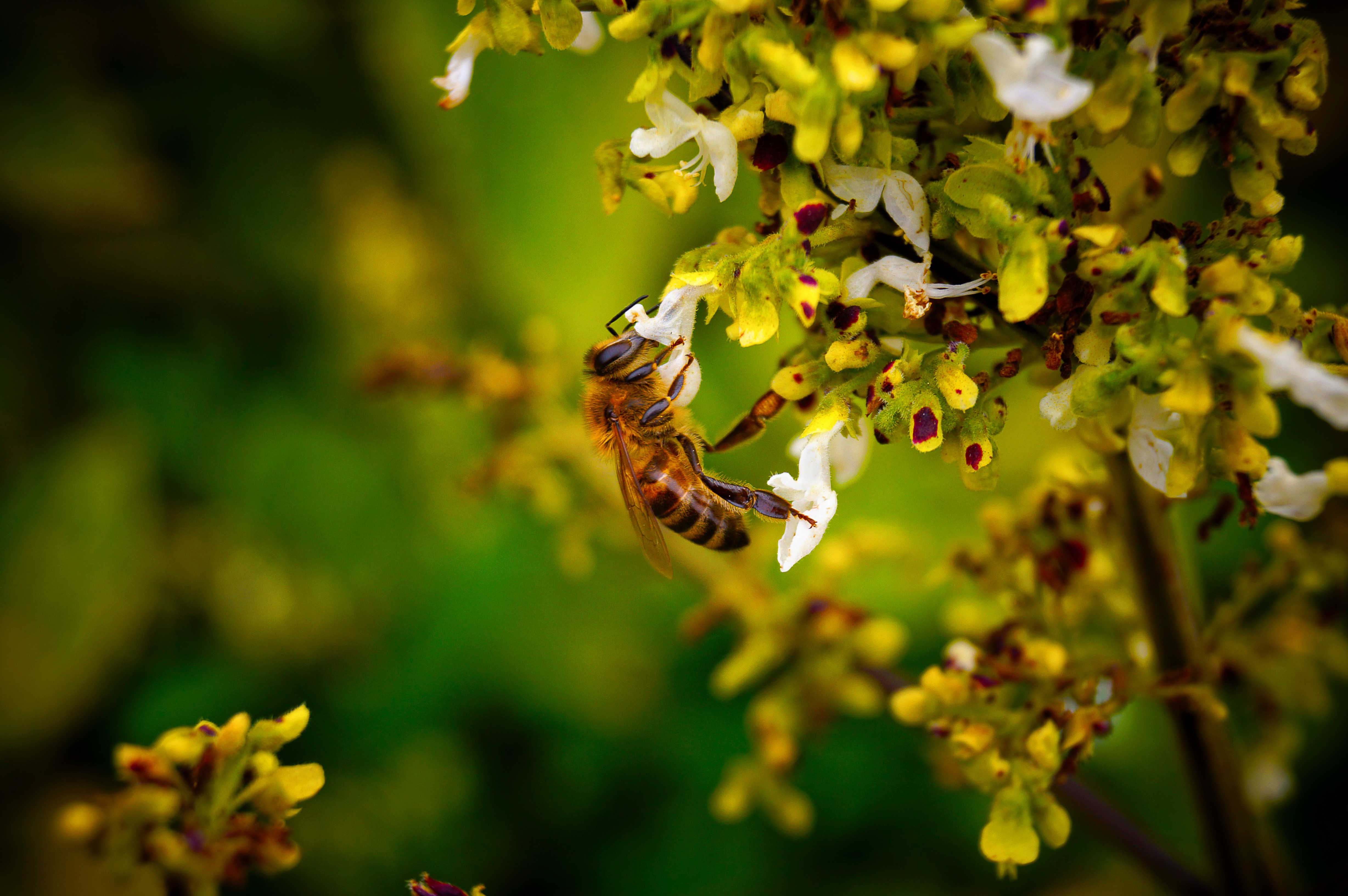 Золотой нектар. Пчела. Пчелы в природе. Пчела на цветке. Красивая пчела.