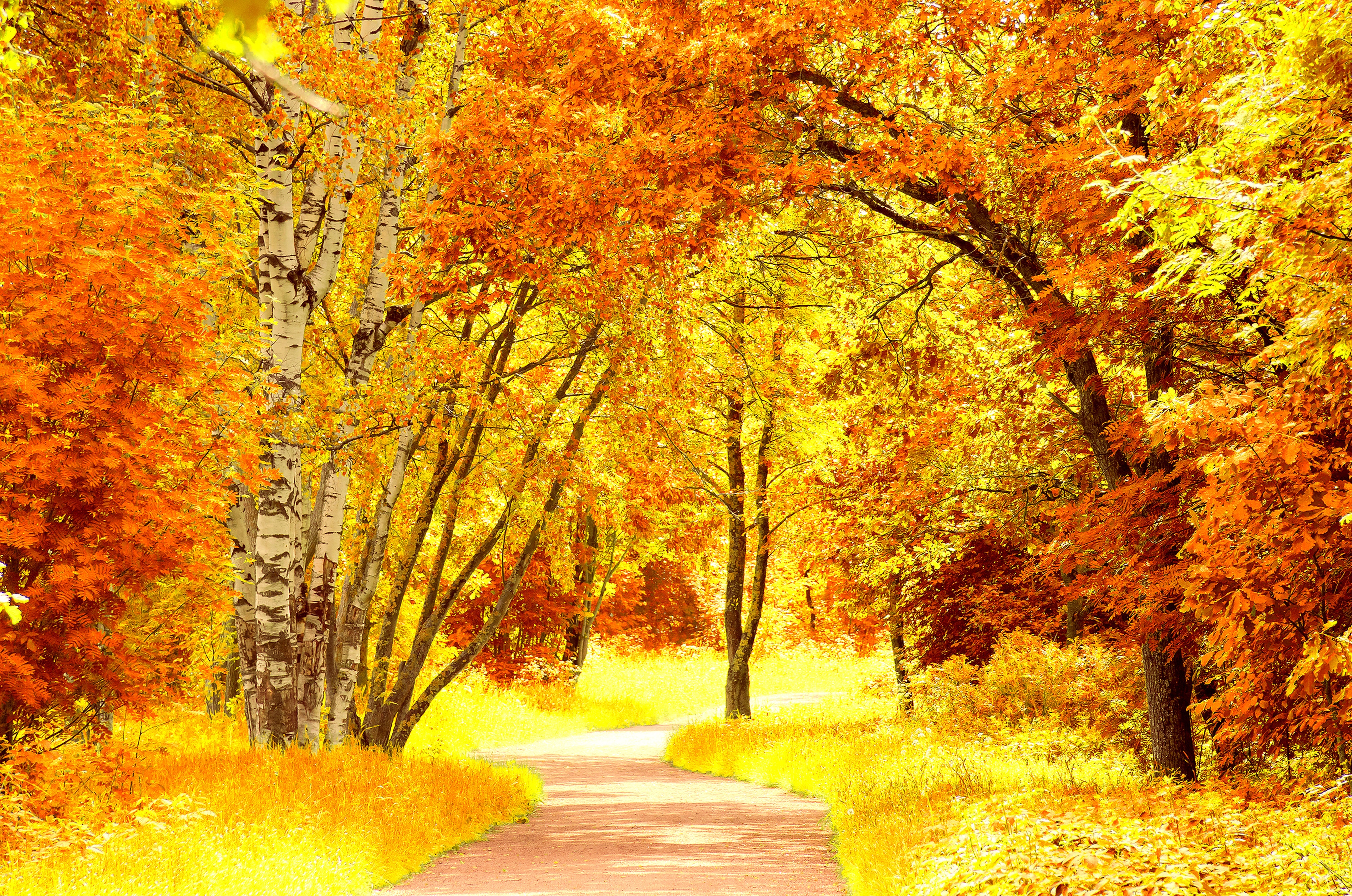 Картинка времена года осень. Осенний лес. Красивая осень. Золотая осень. Желтая осень.