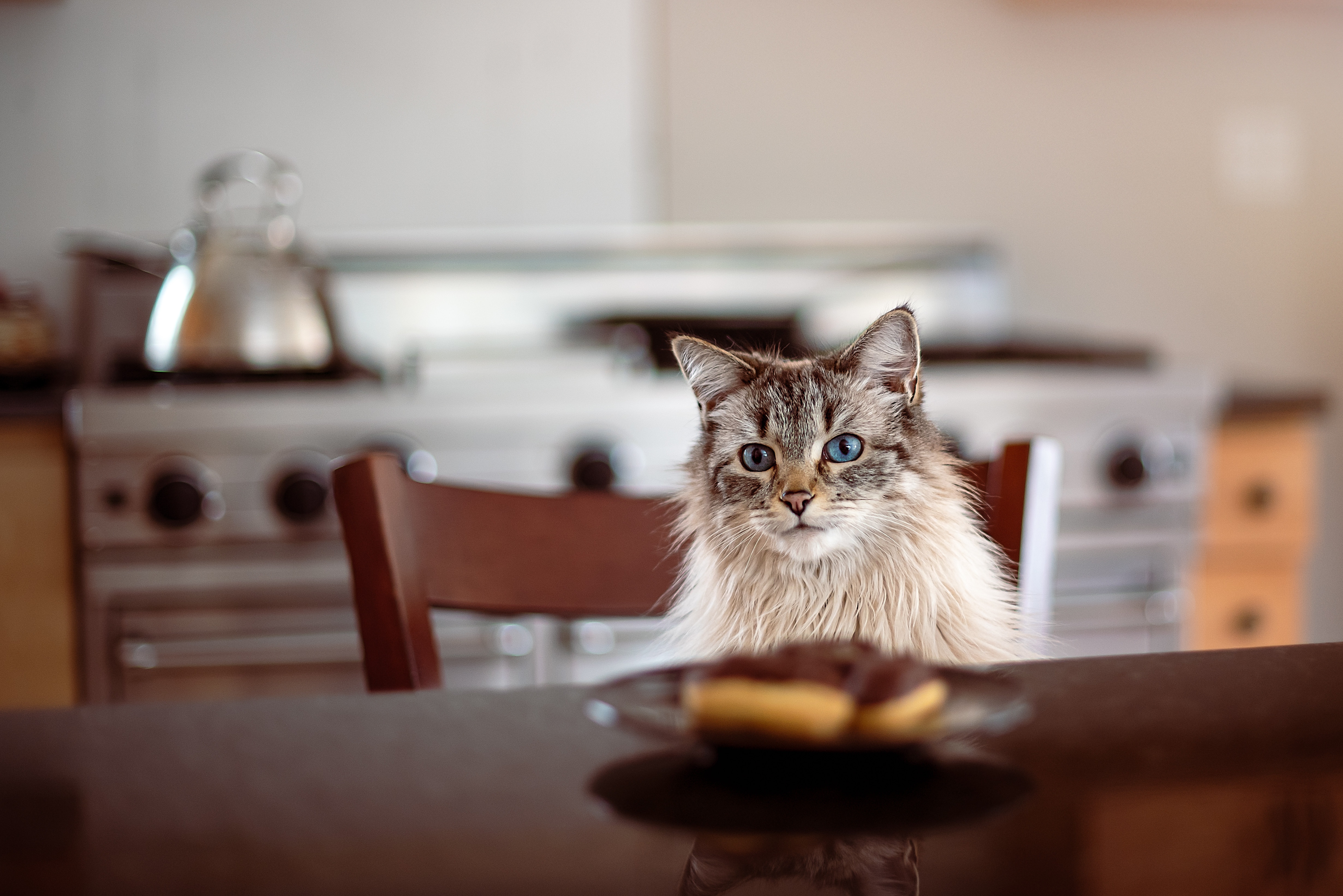 Картинки кот на столе. Кот под столом. Котик на столе. Кот над столом. Картинки девушка с котом за столом.