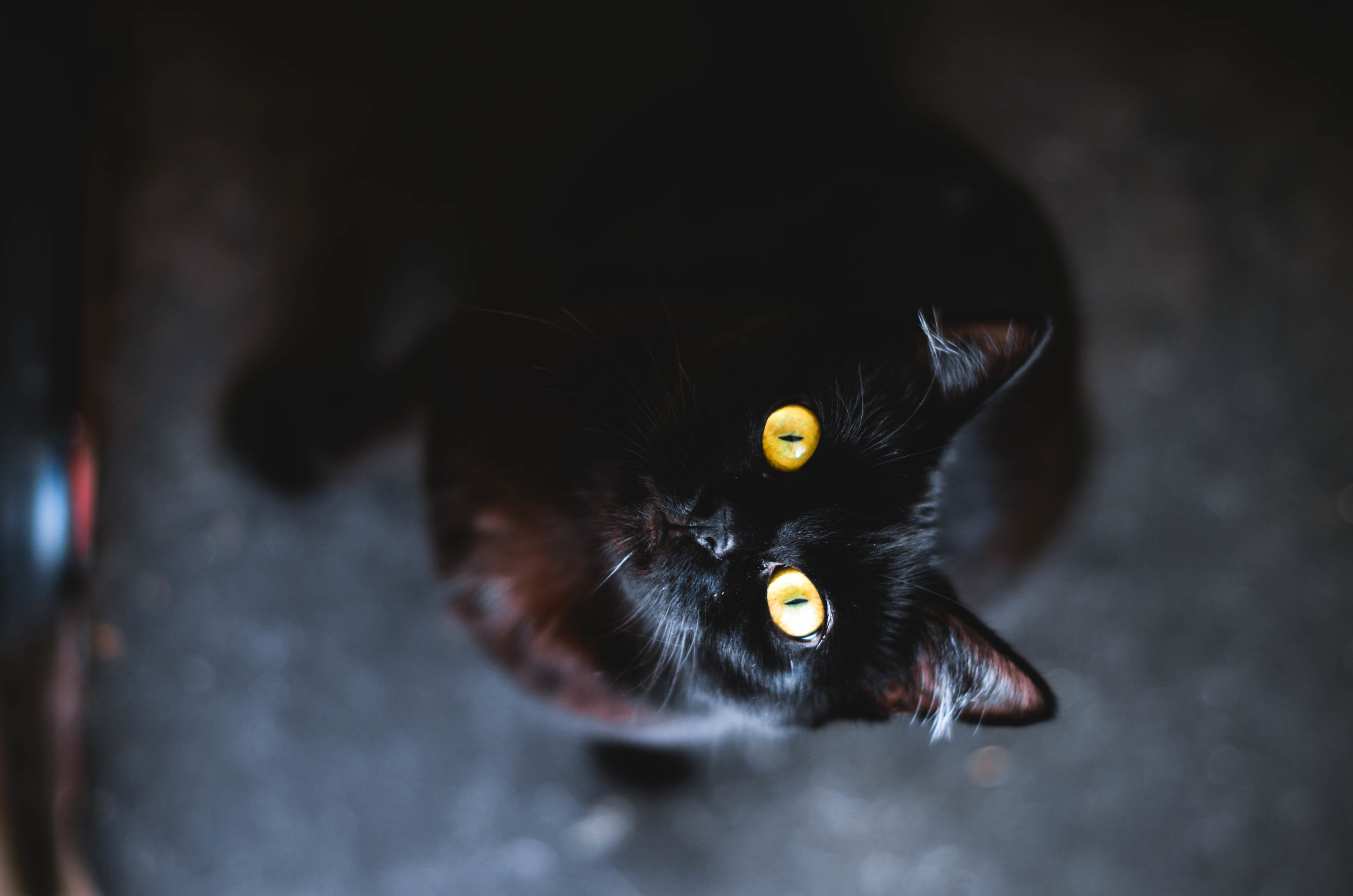 Black cat wallpaper. Чёрный кот. Кошка в темноте. Черный кот с горящими глазами. Кошачьи глаза в темноте.